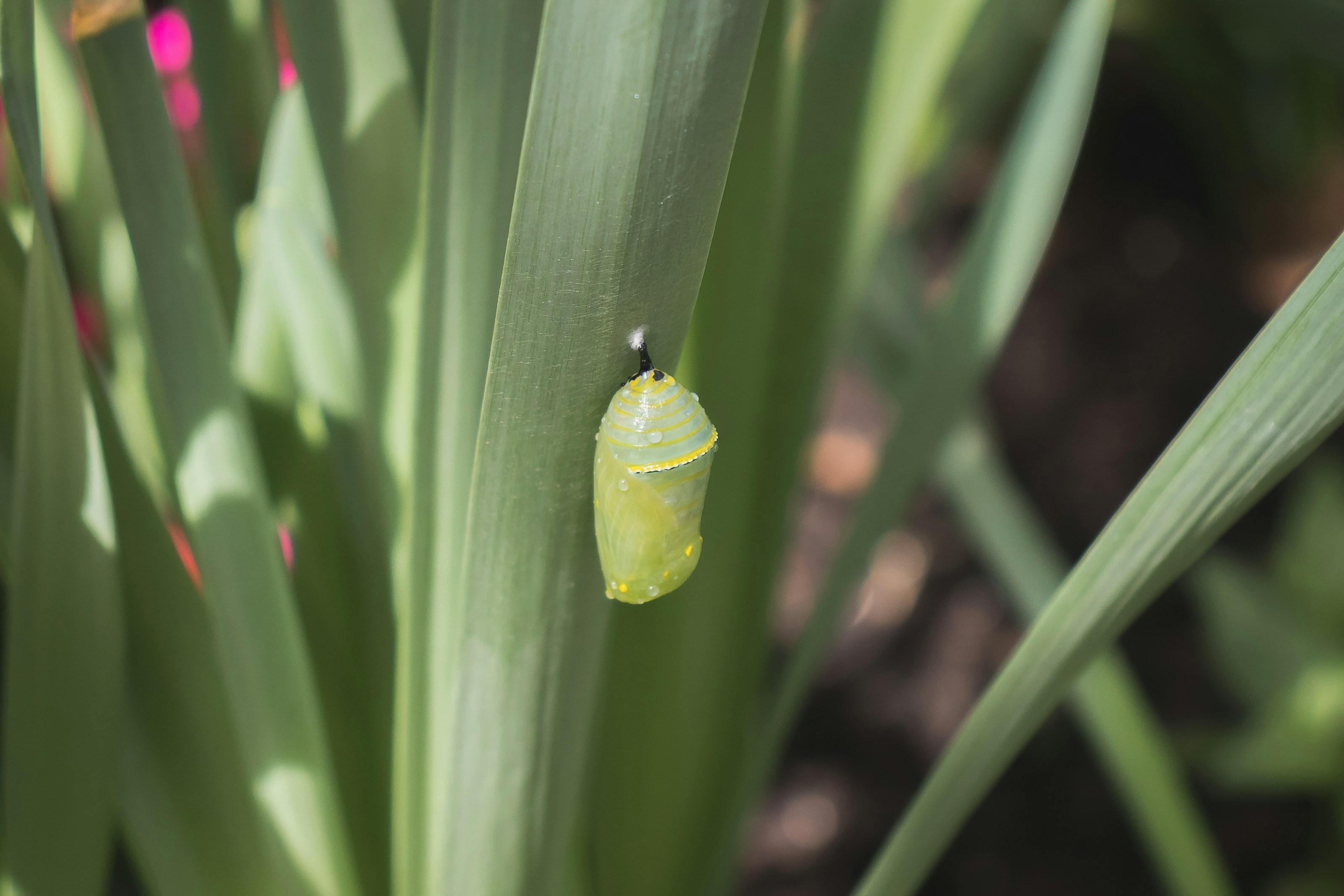 A small chrysalis among green leaves