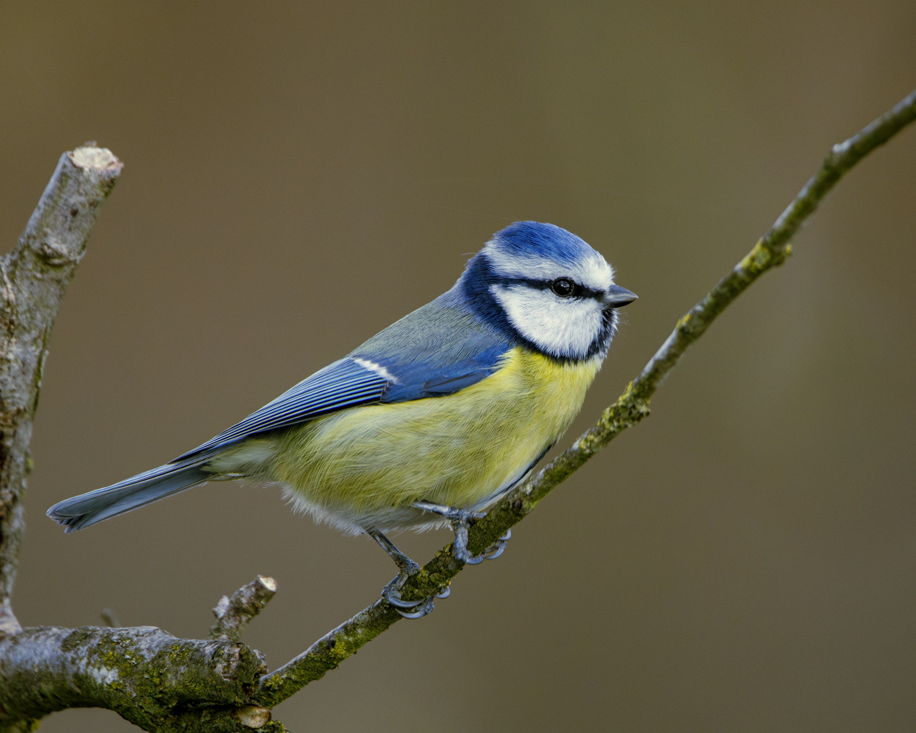 A blue tit perched on a branch