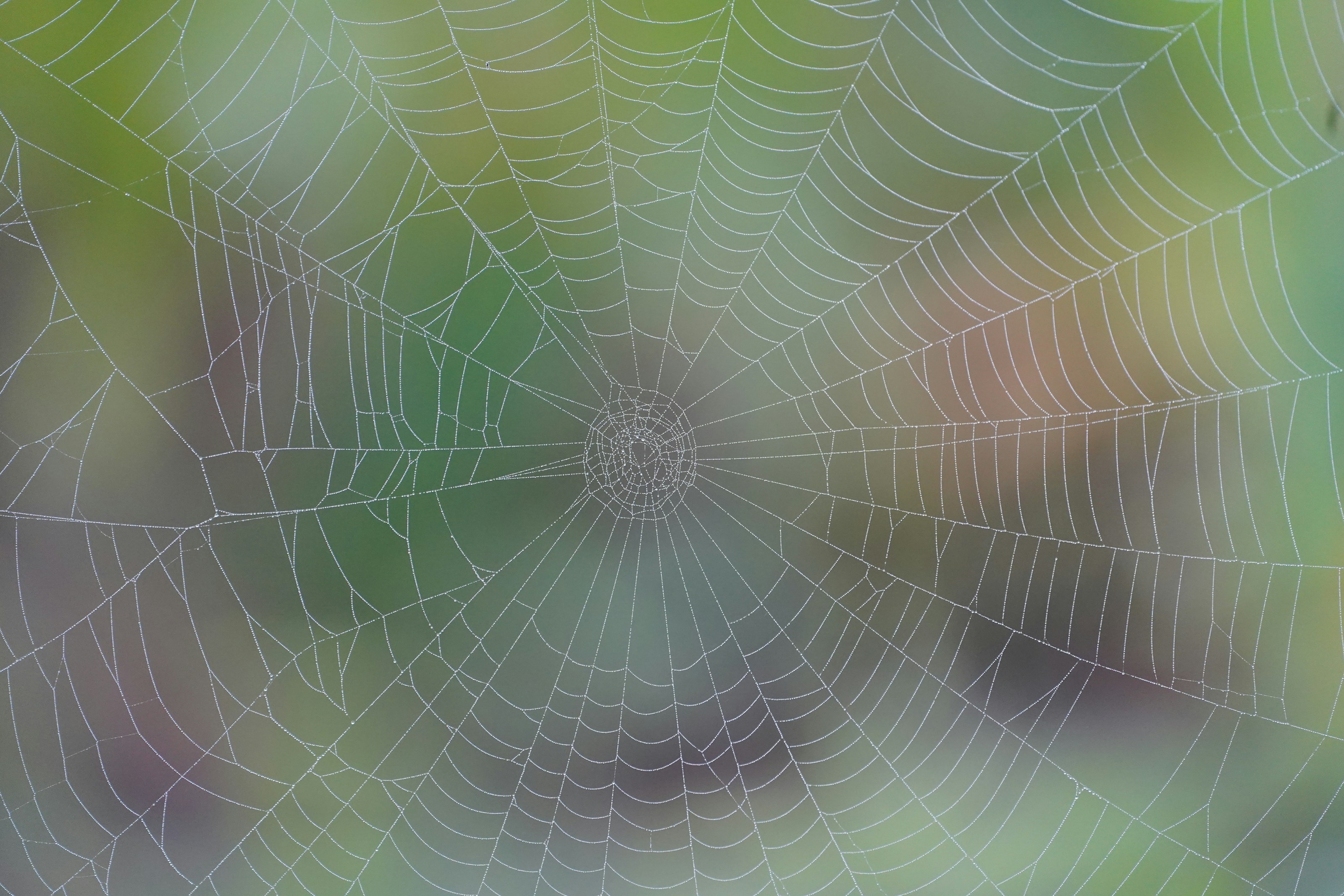 A spider web among vegetation
