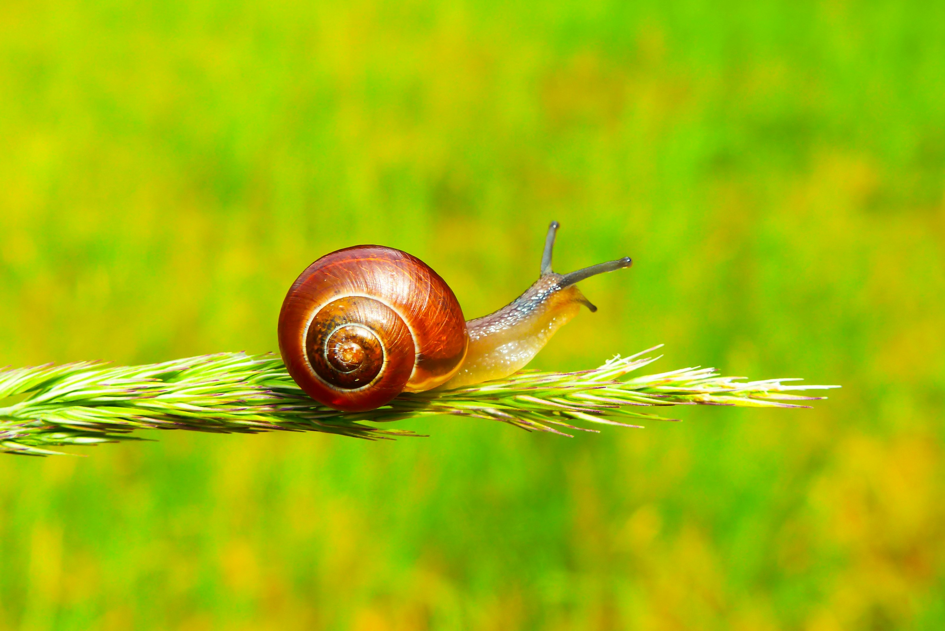 A snail exploring its surroundings