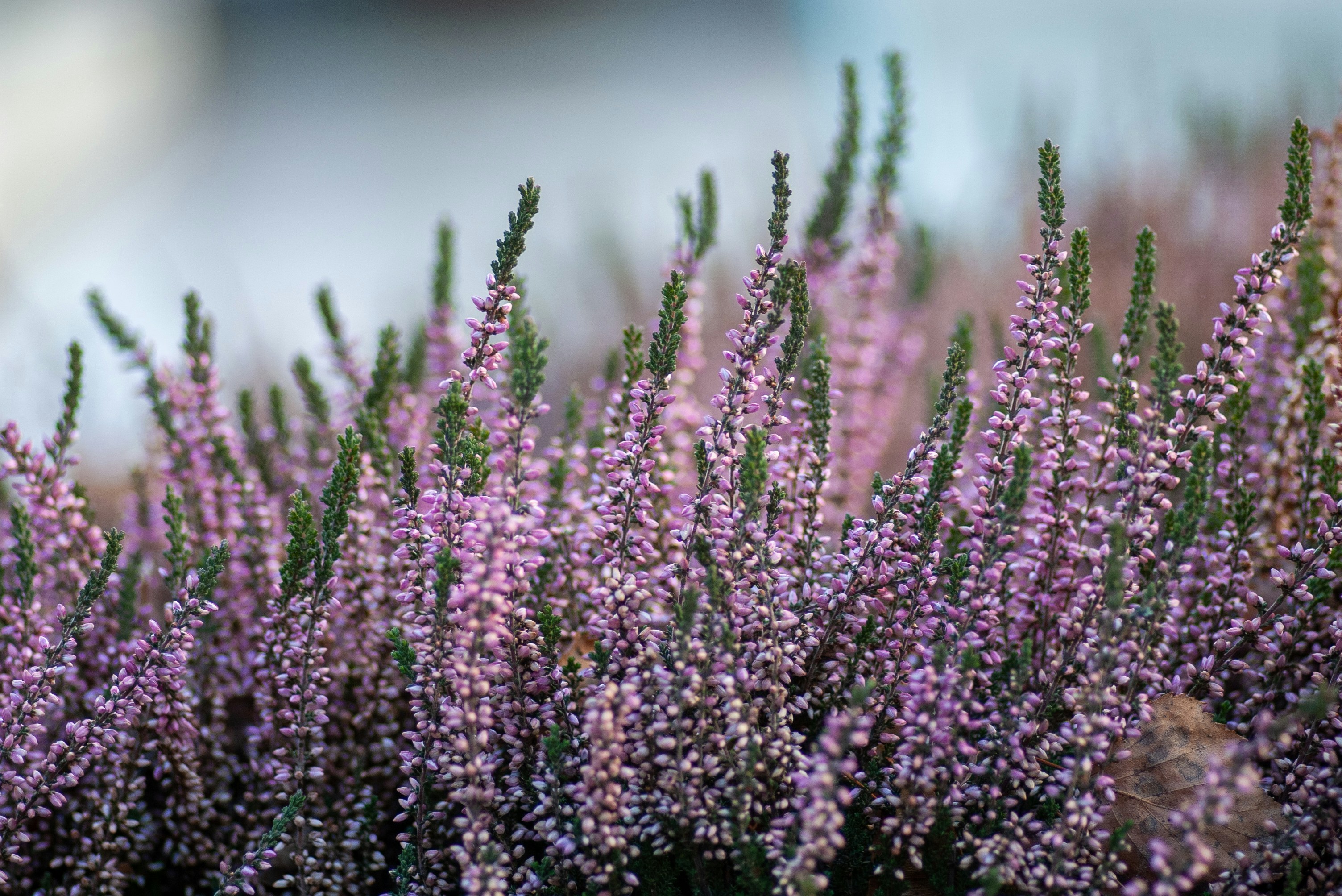 Heather in flower