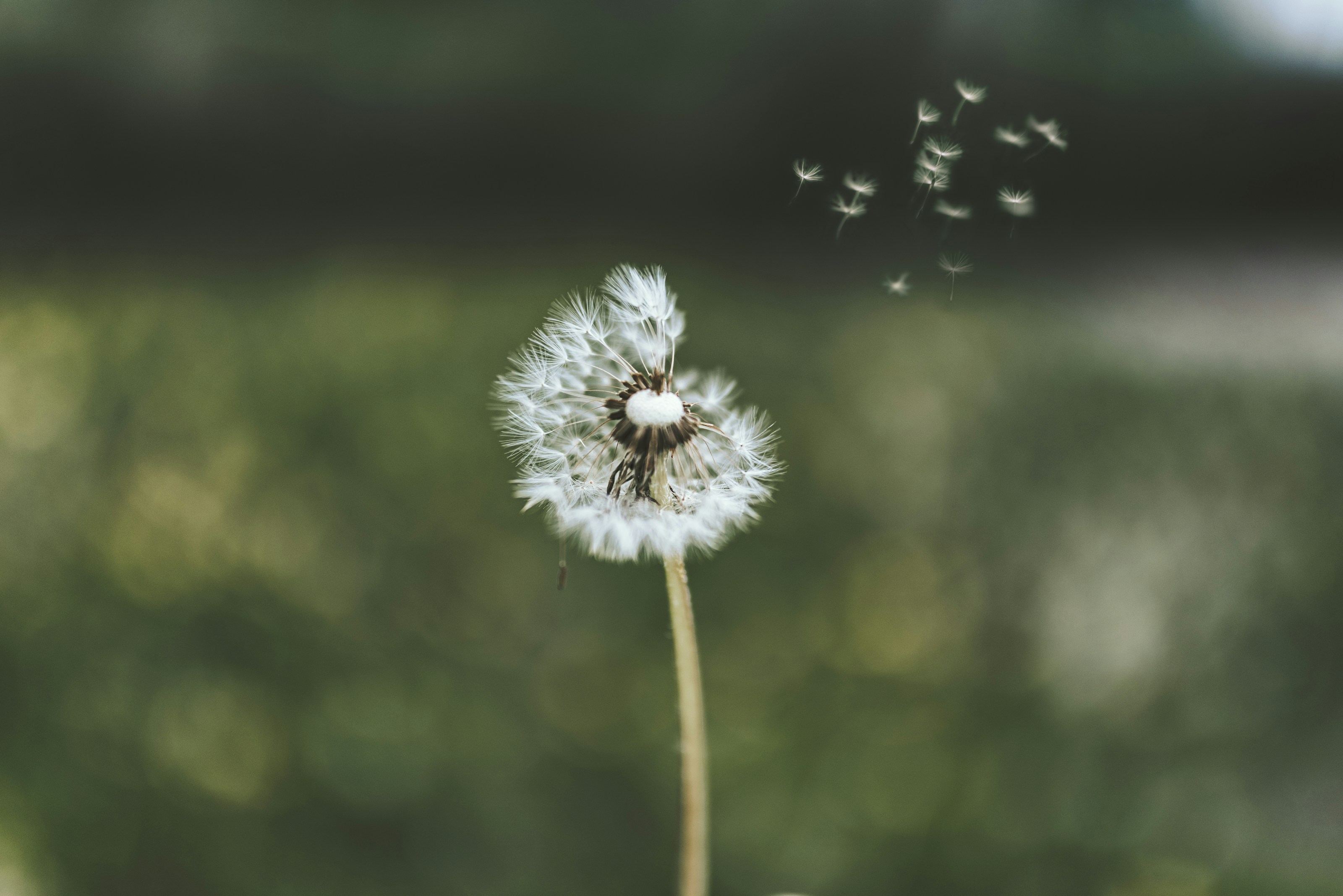 A dandelion in the grass
