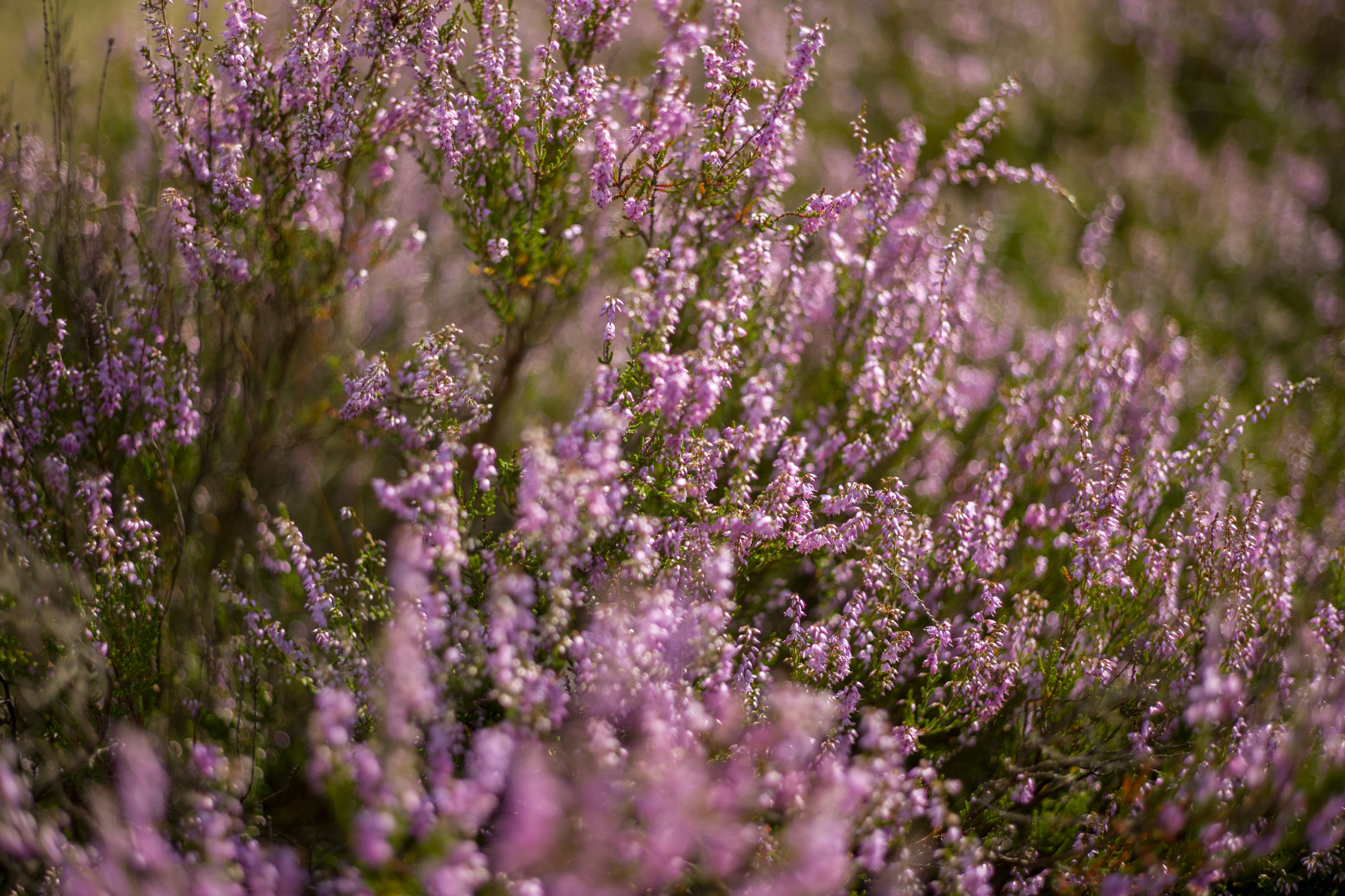 Heather in flower