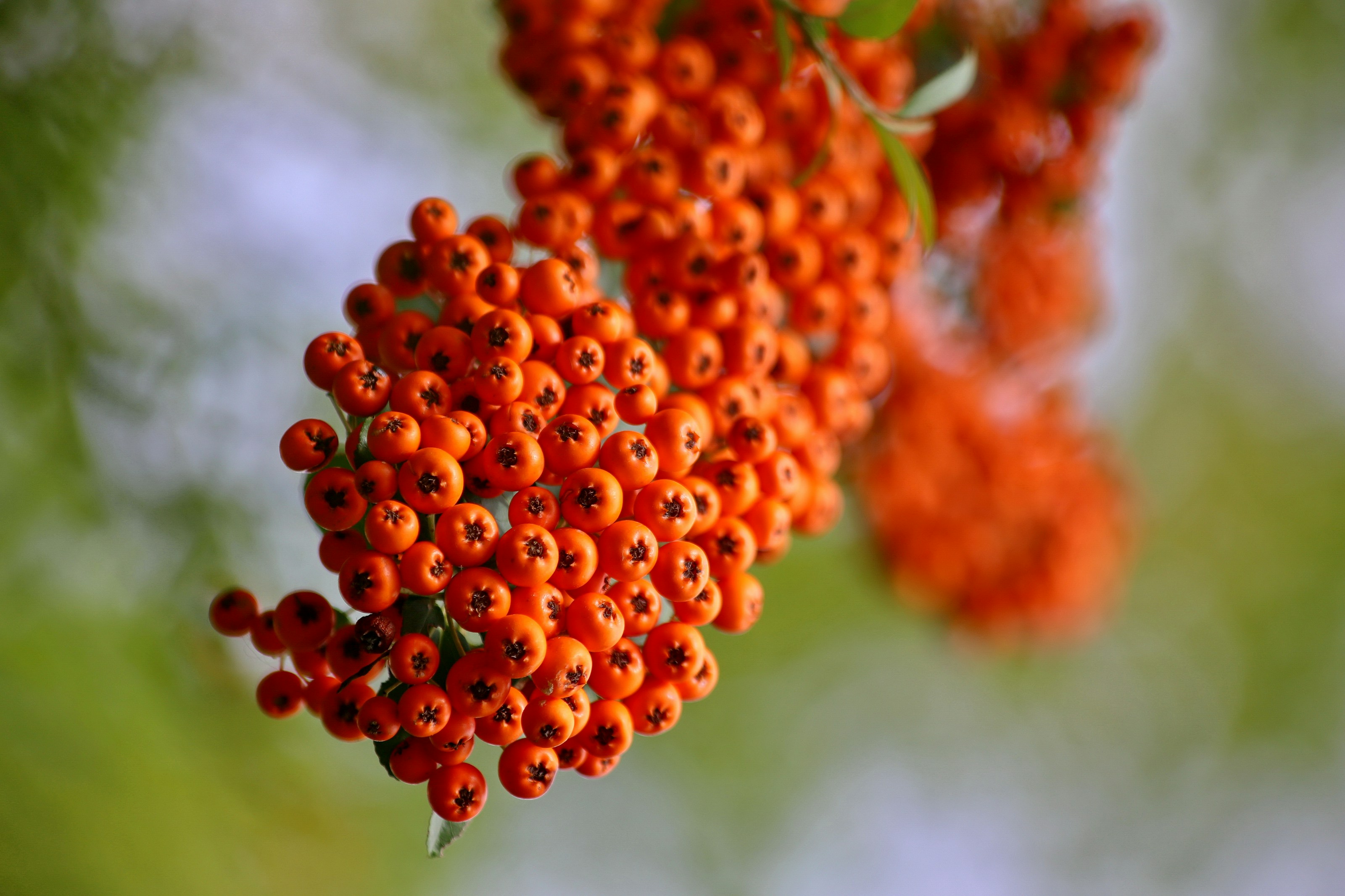 Red rowan berries on a branch