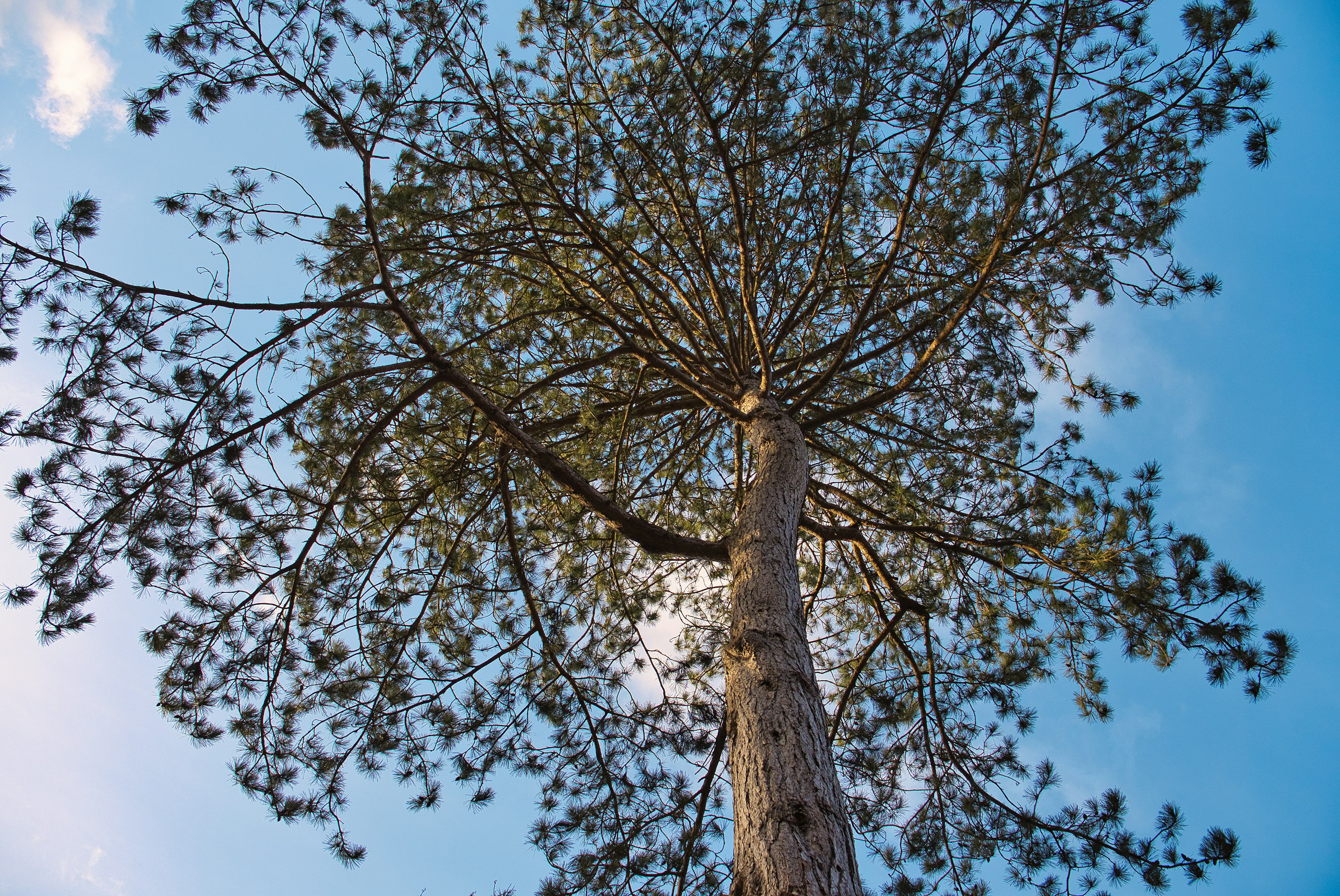 Pine trees and branches
