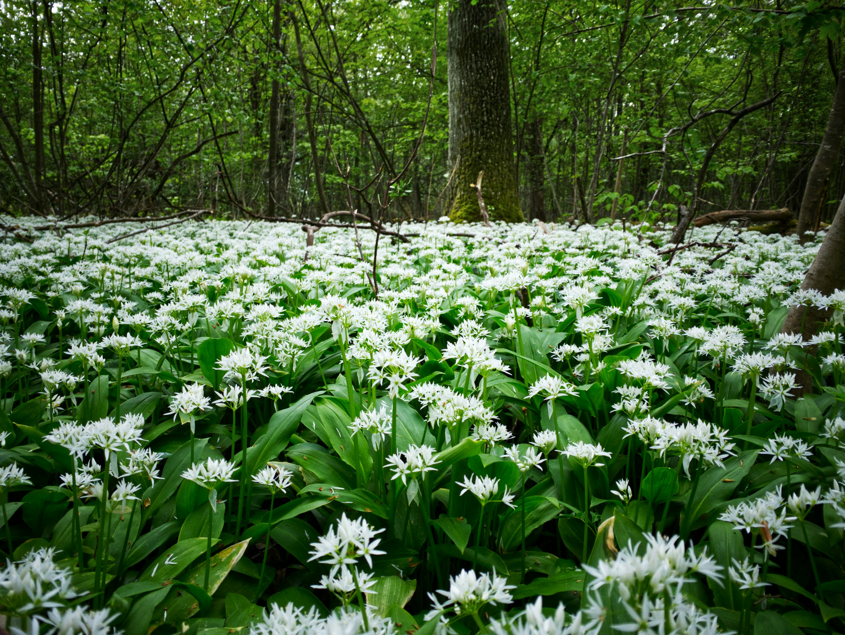 Wild garlic flowers on the woodland floor