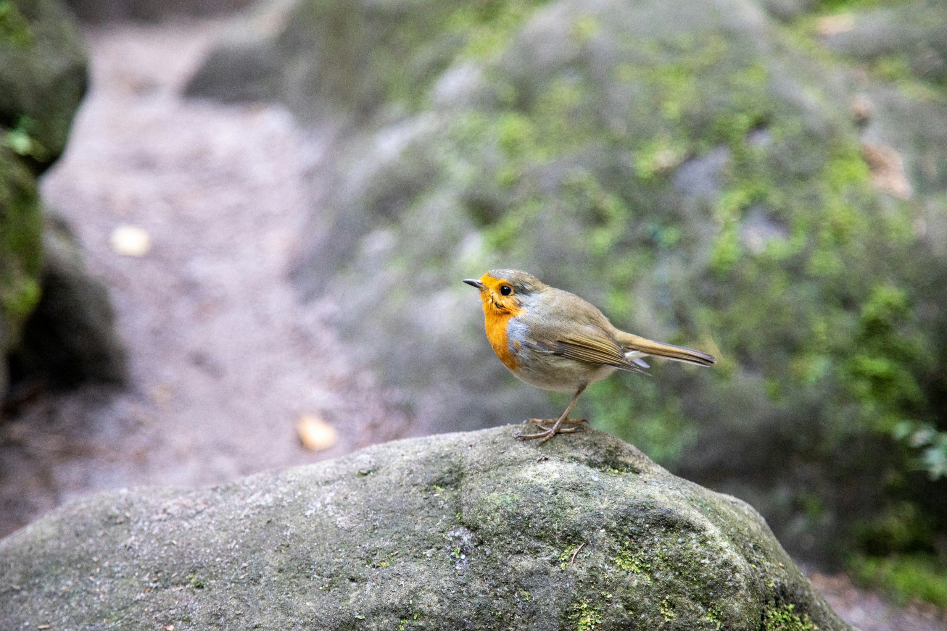A European robin perched outdoors
