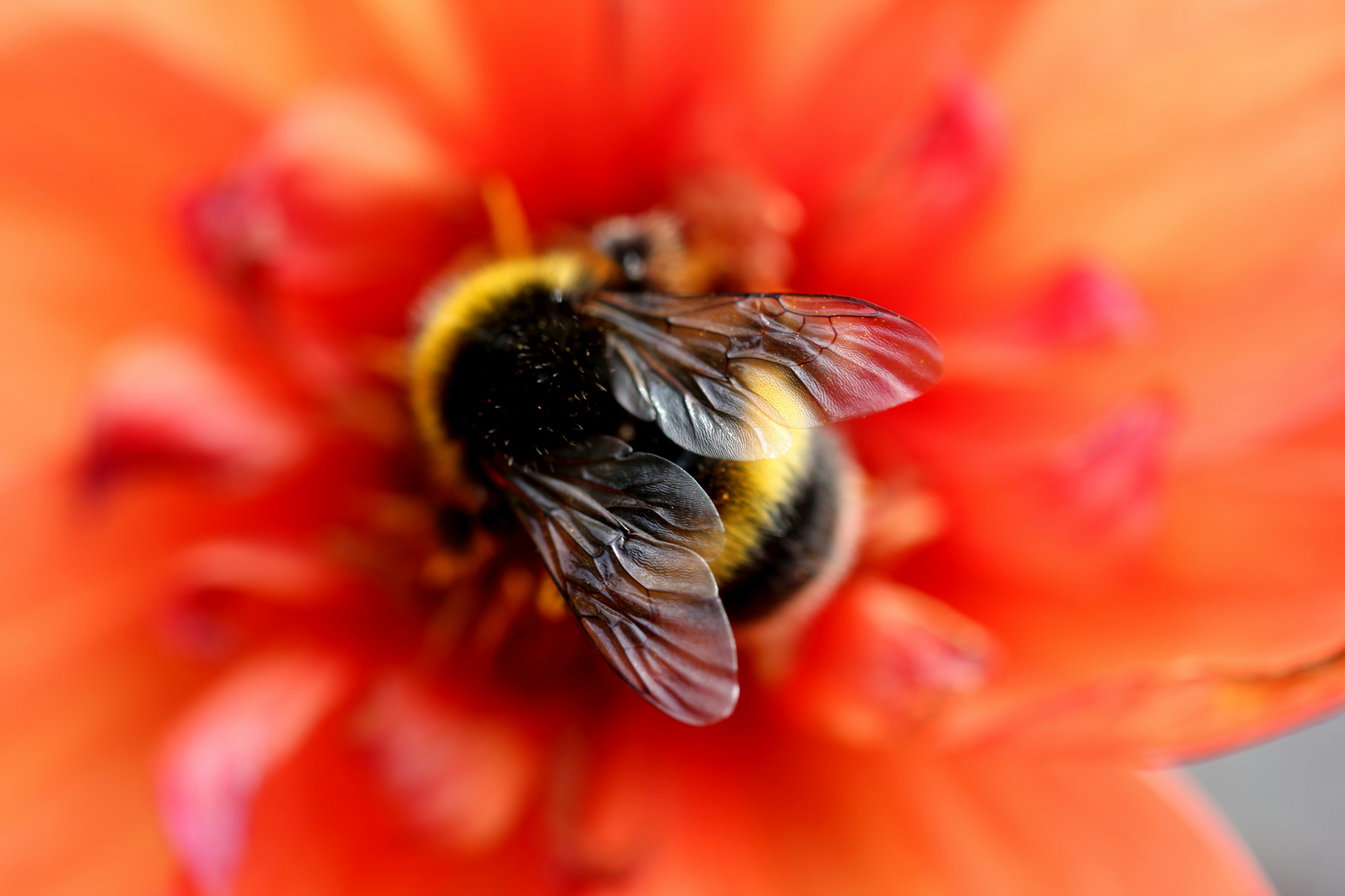 A bee visiting a flower