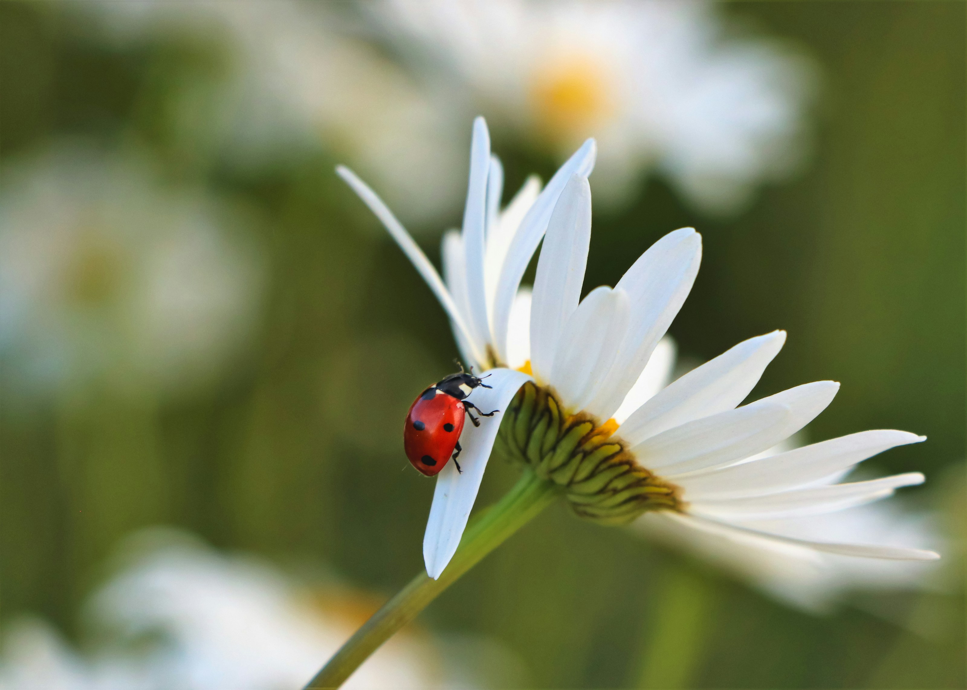 A ladybird on green foliage