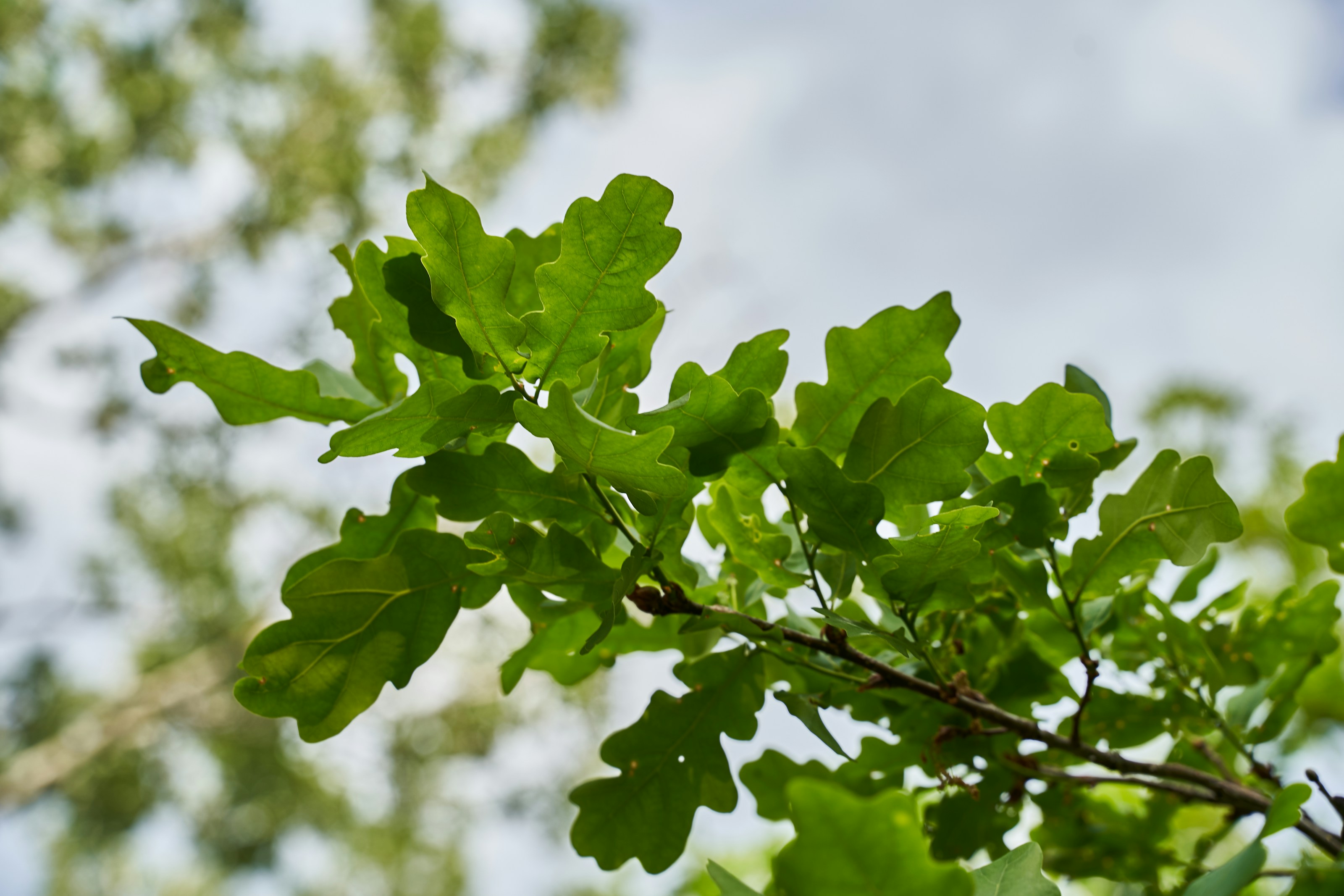 Green leaves lit by sunlight