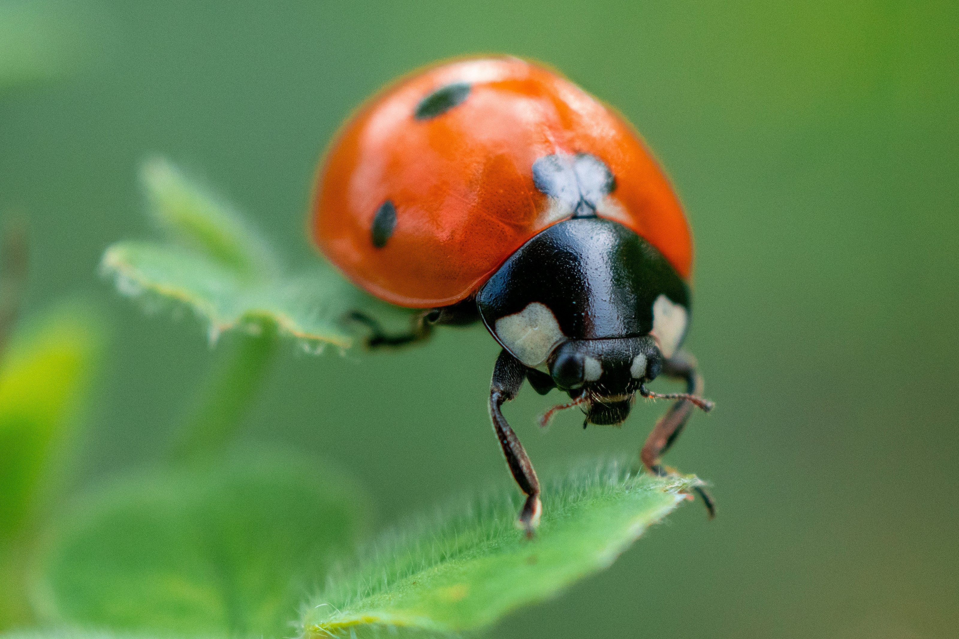 A ladybird on green foliage
