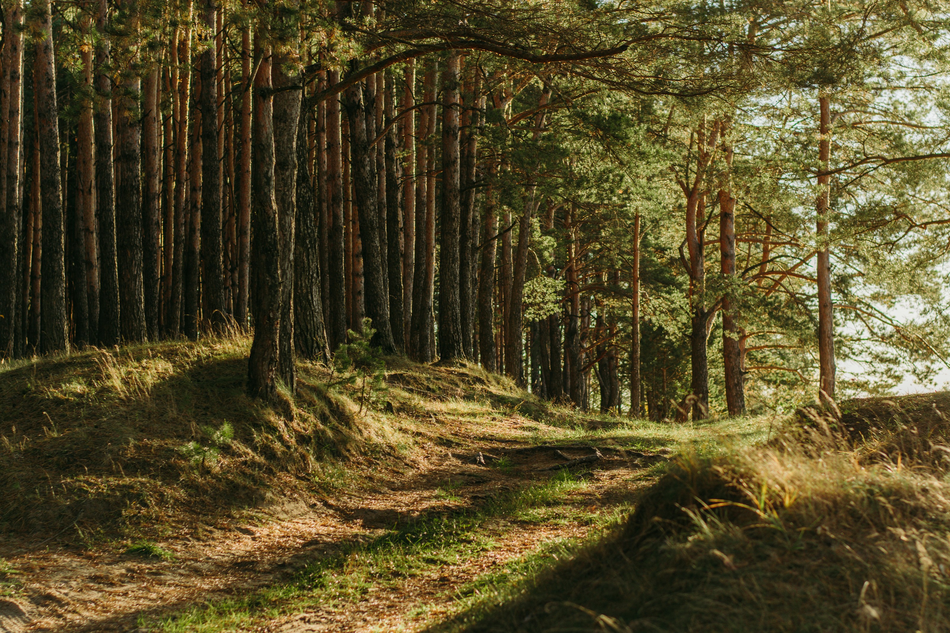 Tall conifer trees in woodland