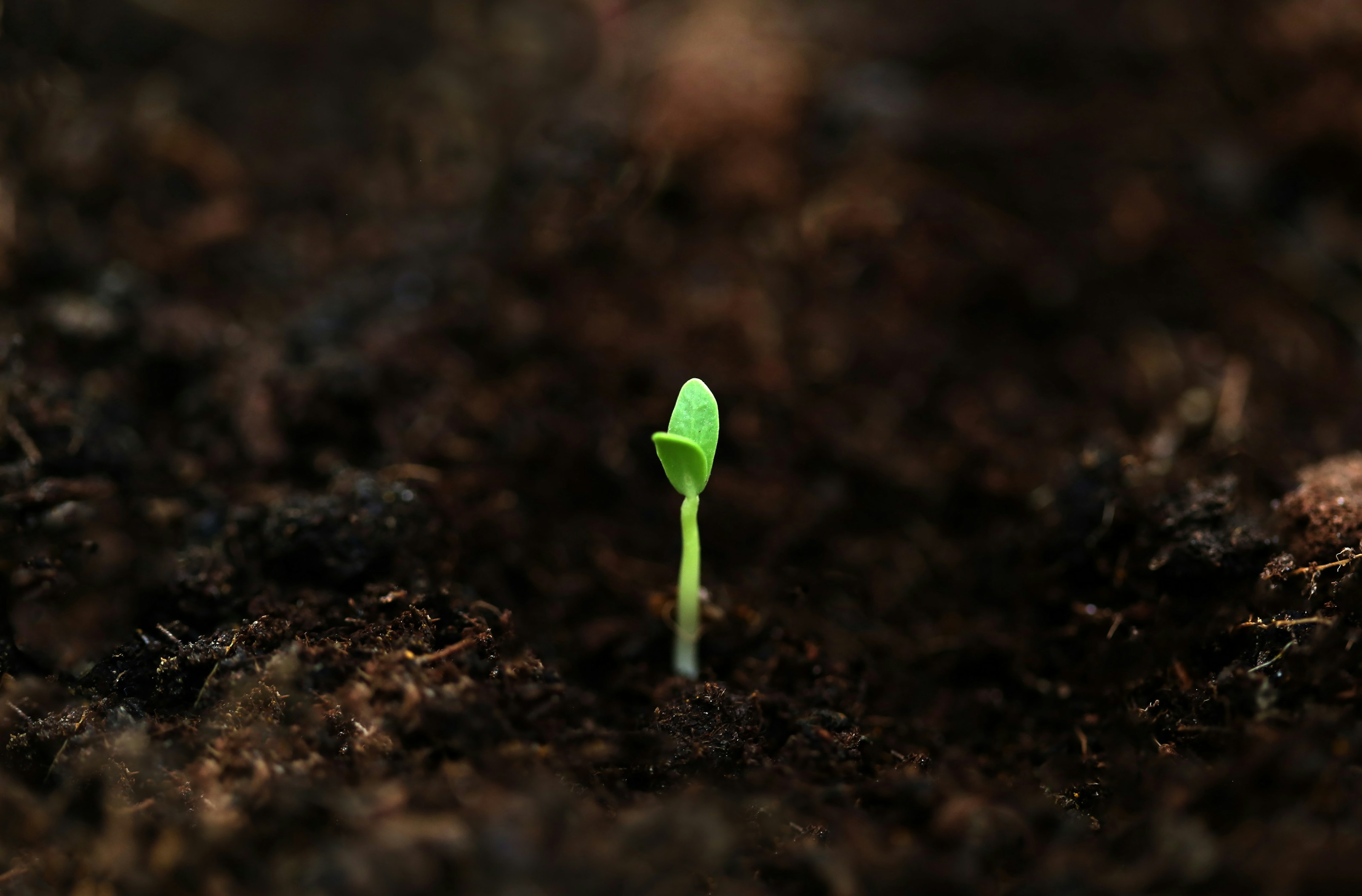 Young seedlings beginning to grow