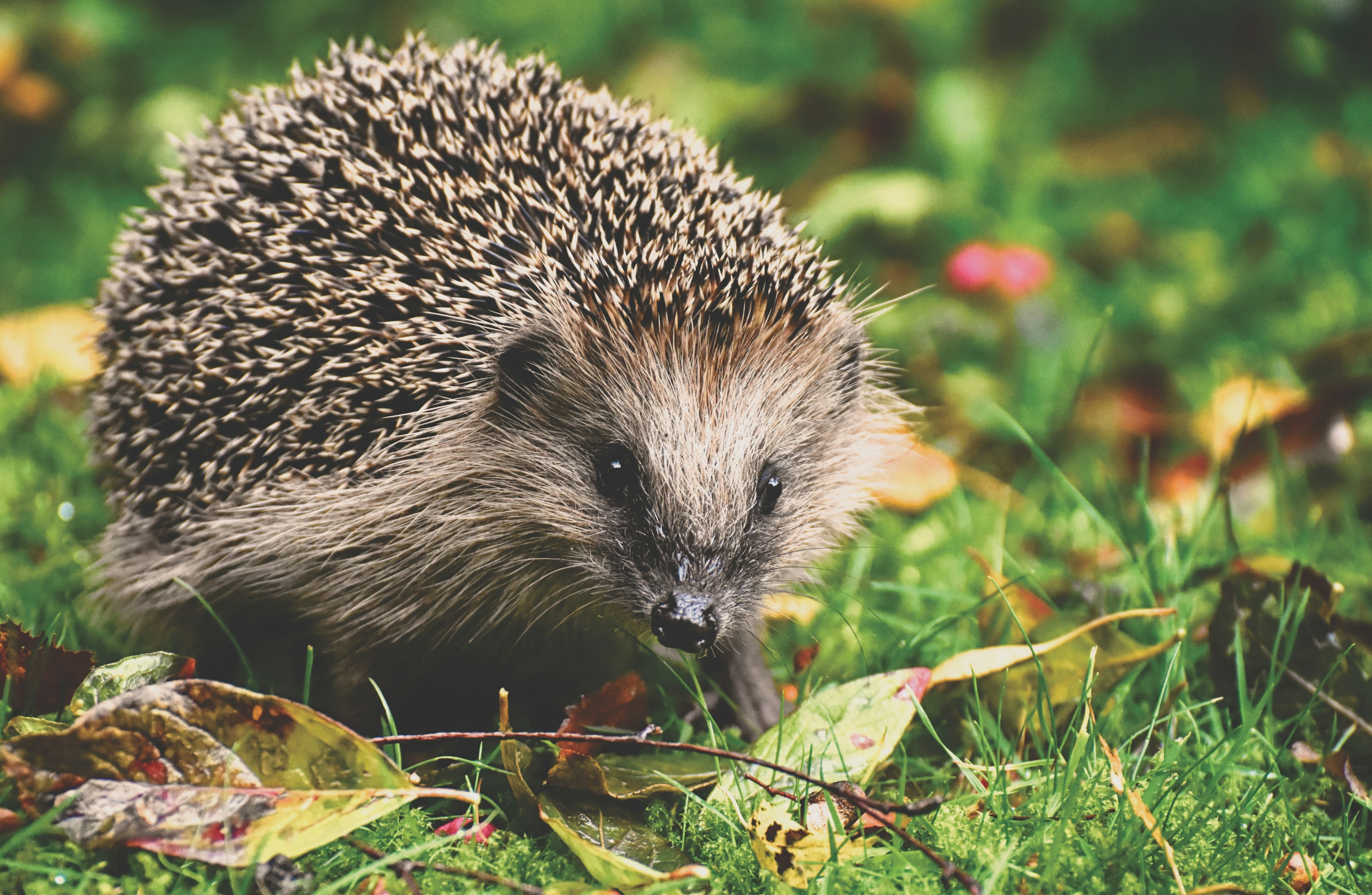 A hedgehog among leaves