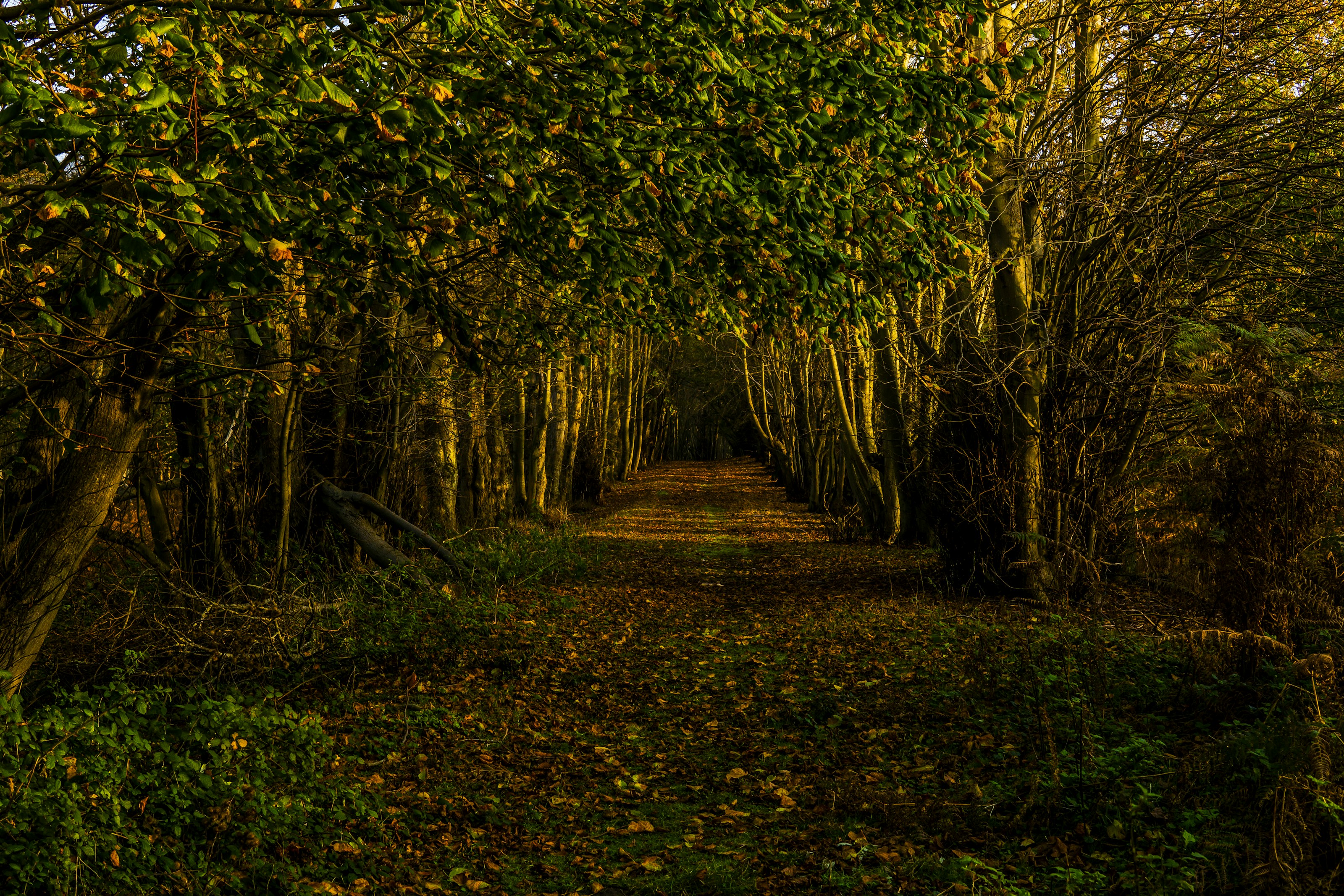 A path through woodland