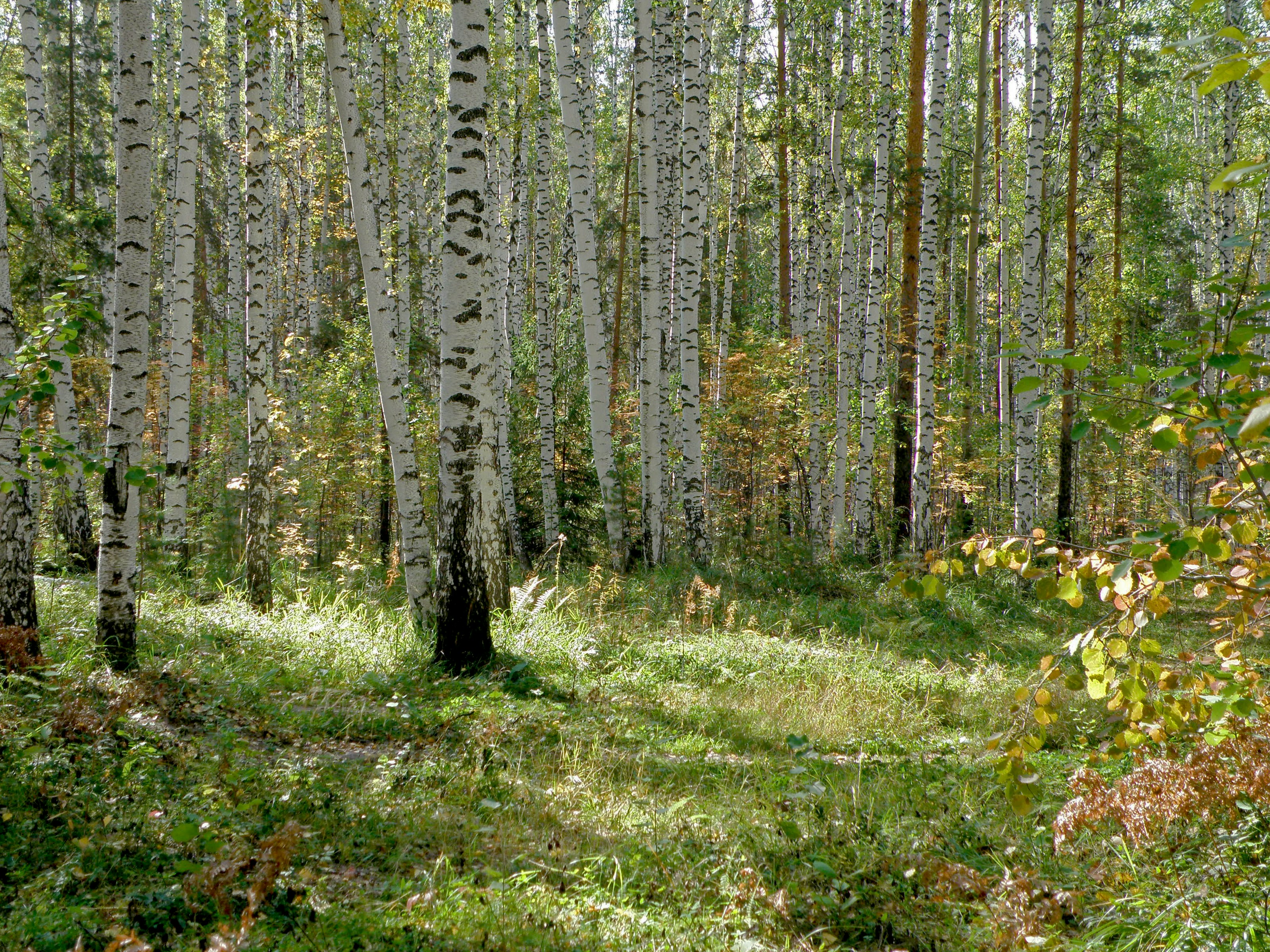 Birch trees in woodland