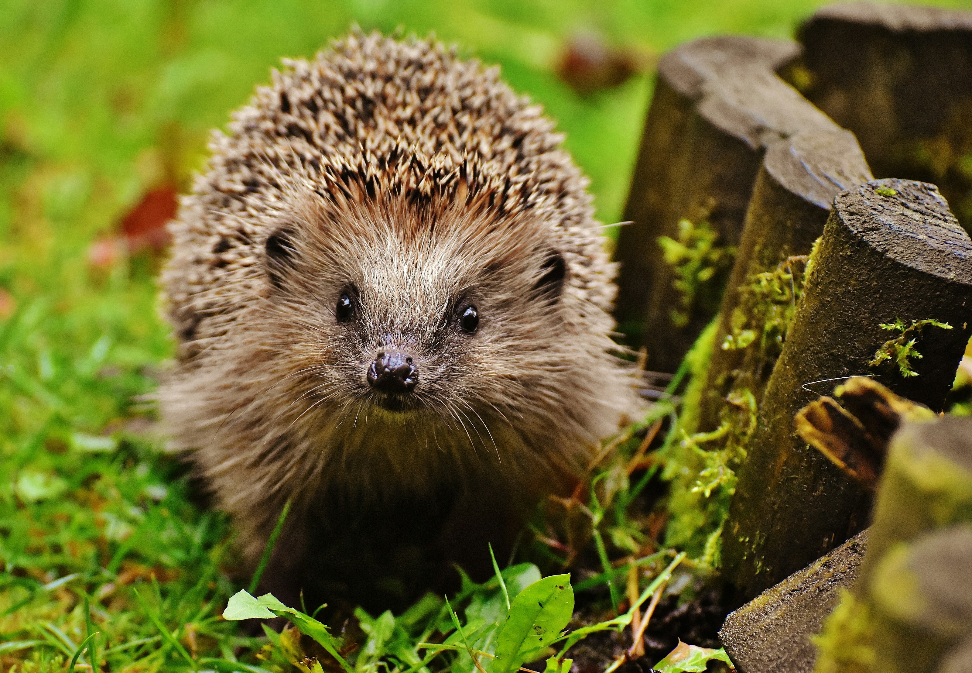 A hedgehog among leaves