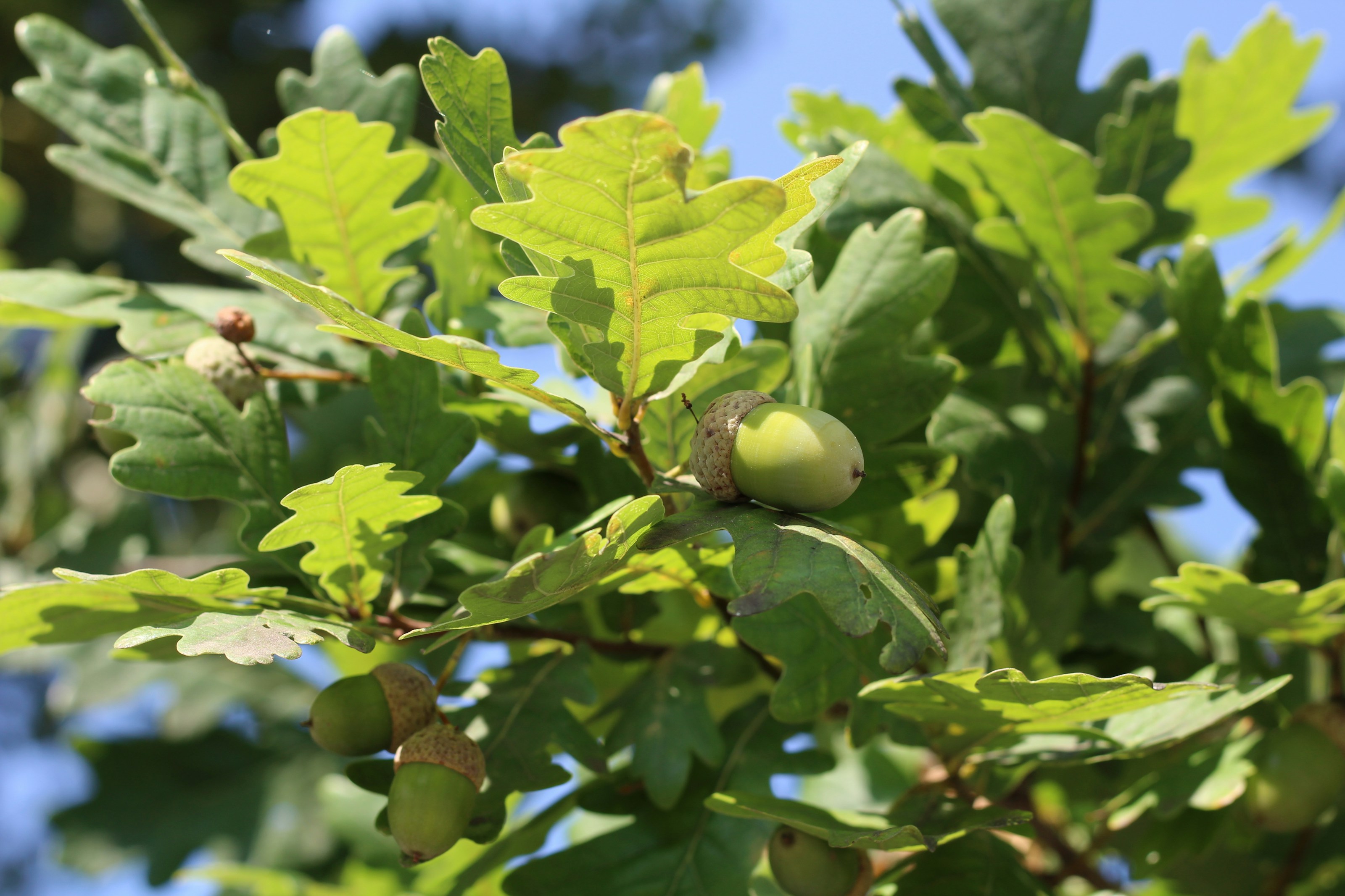 Oak leaves in woodland