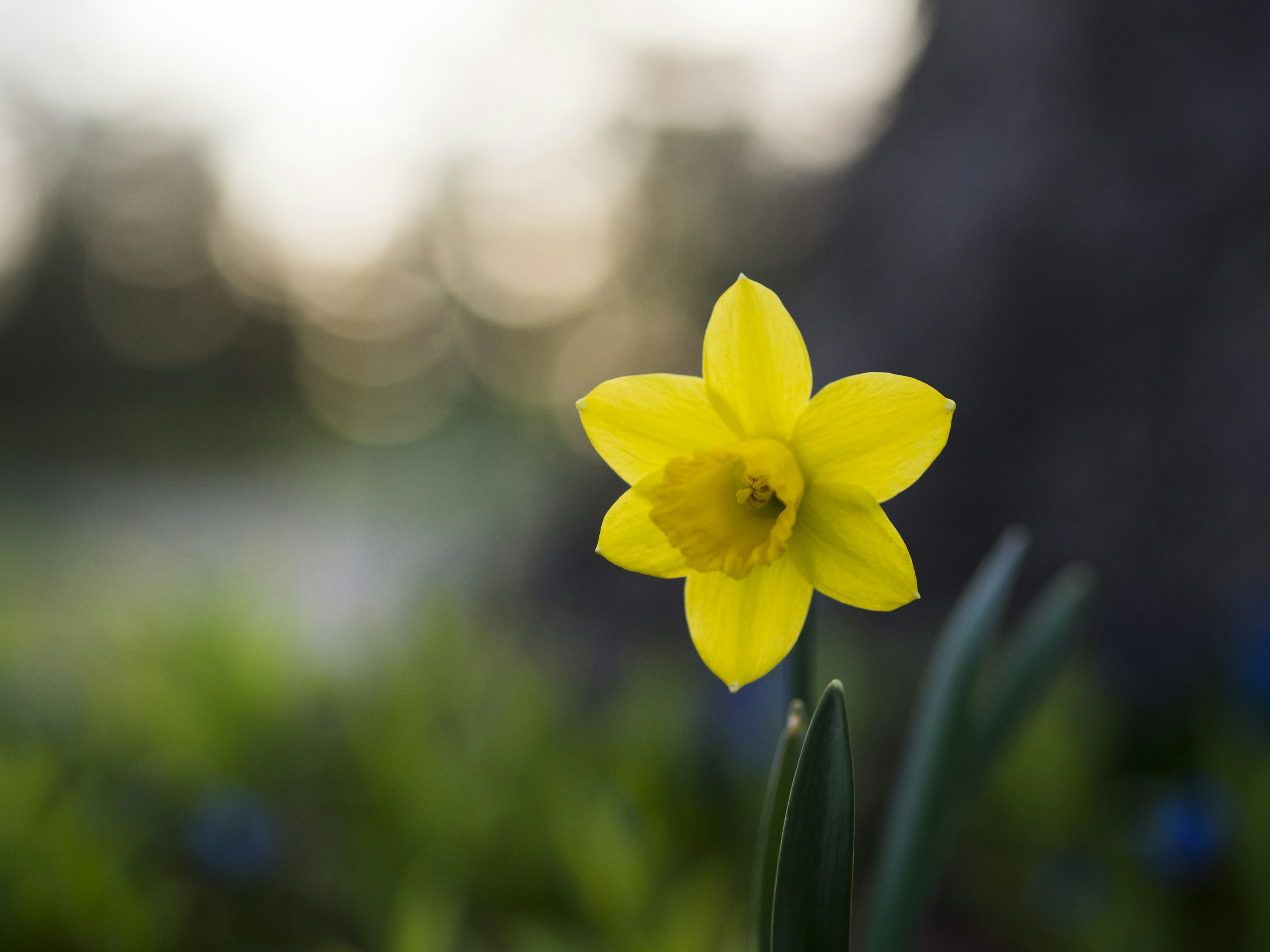 Yellow daffodils in flower