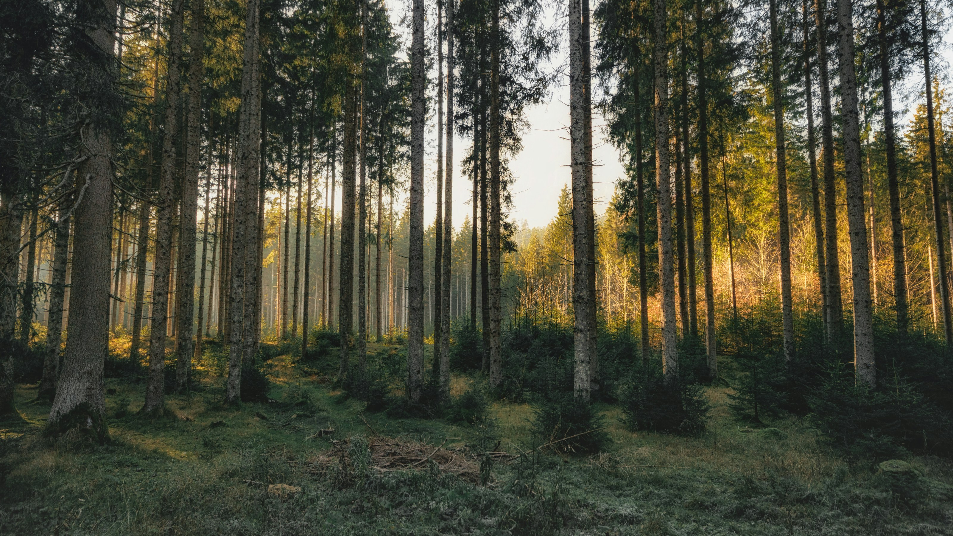 Tall conifer trees in woodland