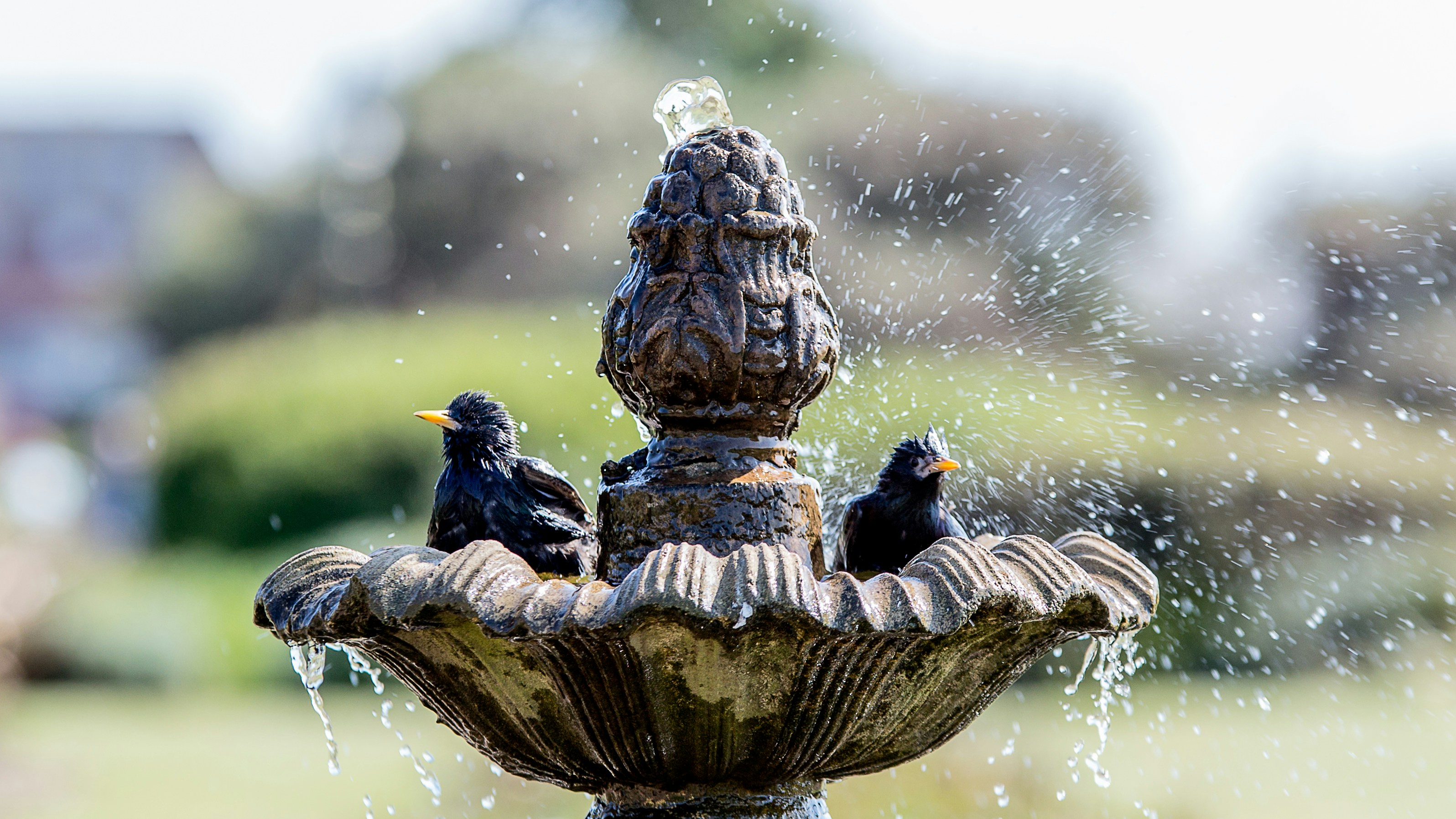 A bird bathing in a garden