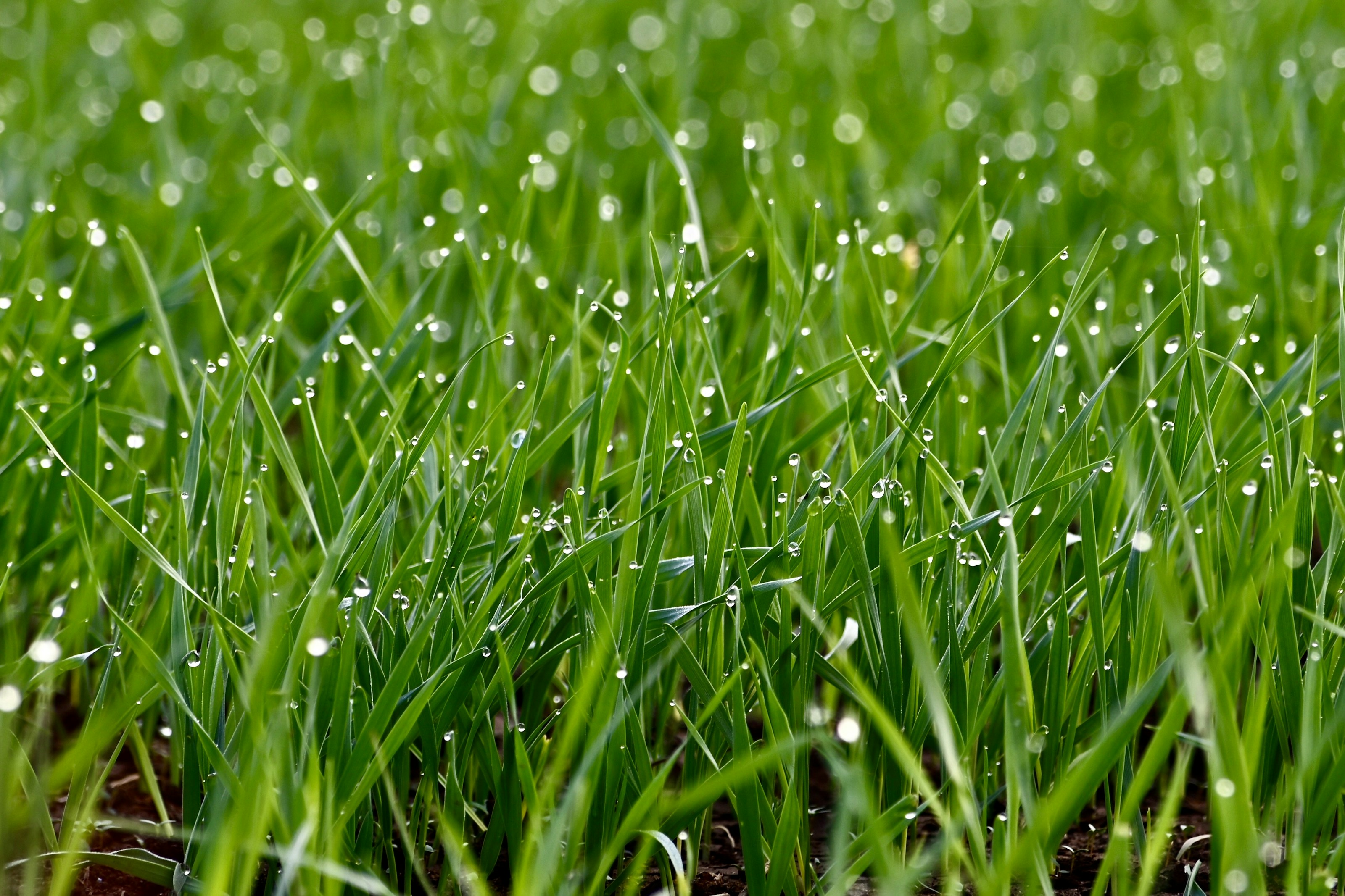 Fresh green shoots of grass