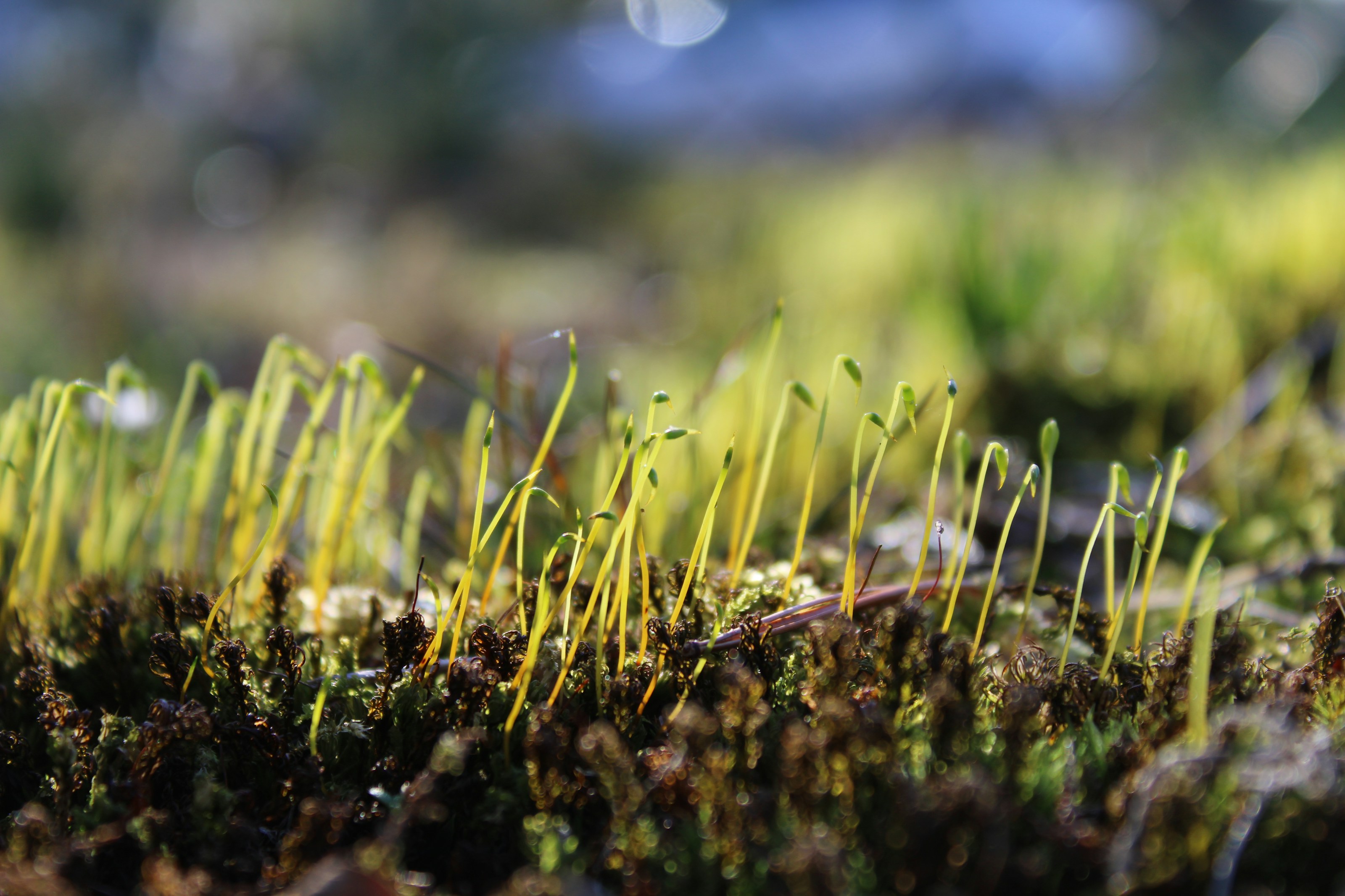 Fresh green shoots of grass