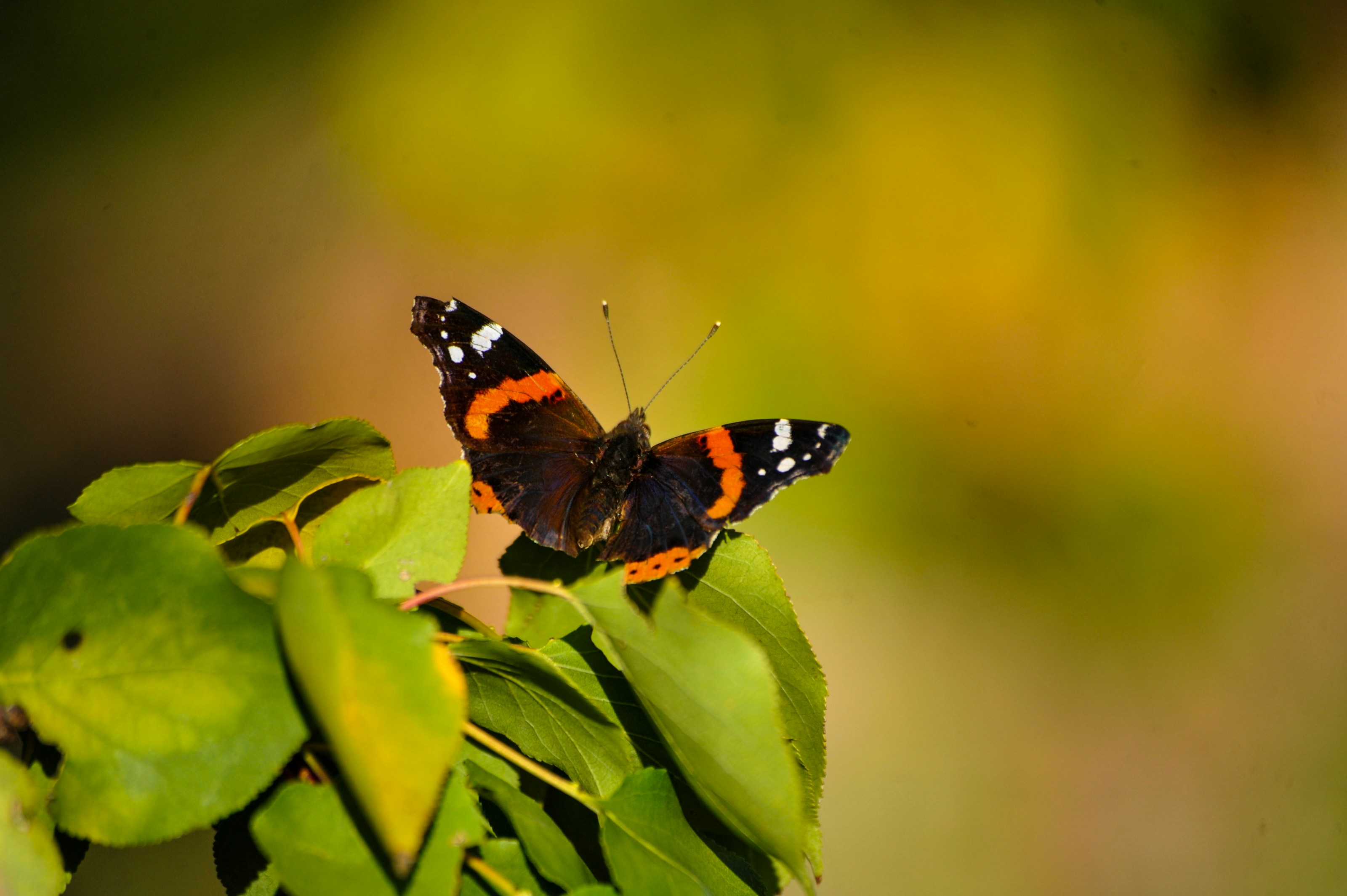 A red admiral butterfly at rest