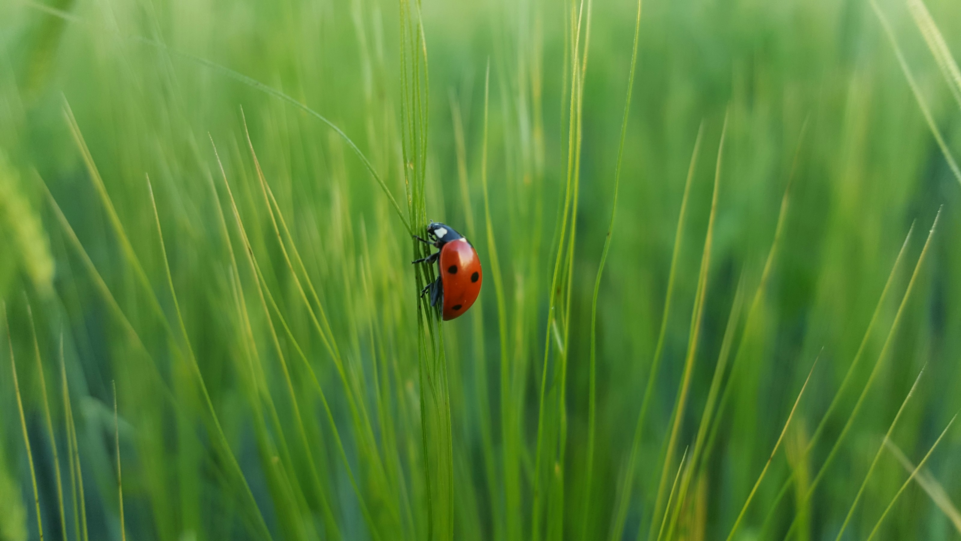 A ladybird on green foliage