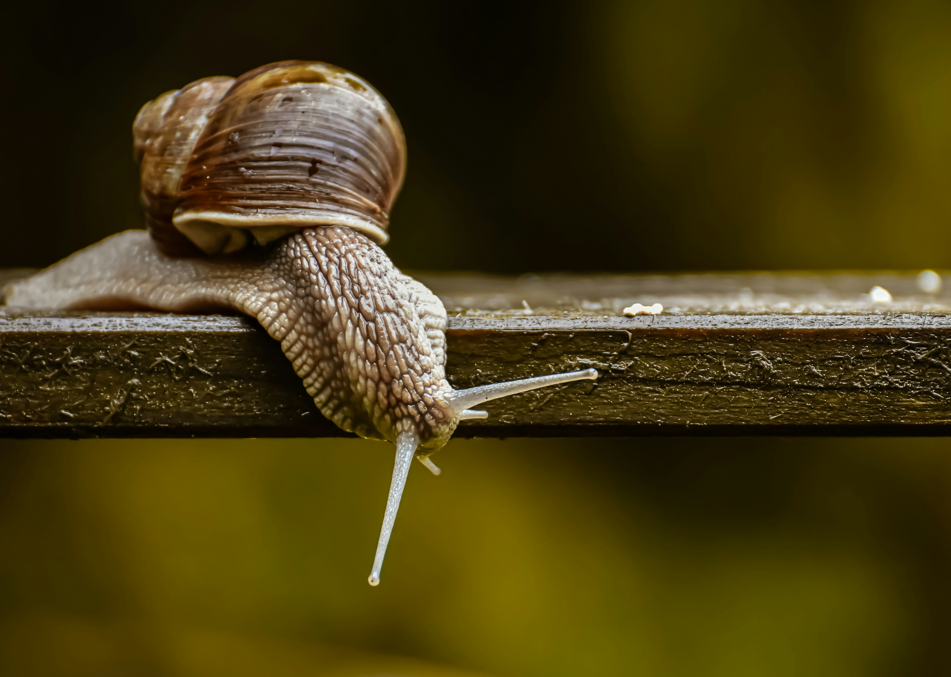 A snail exploring its surroundings