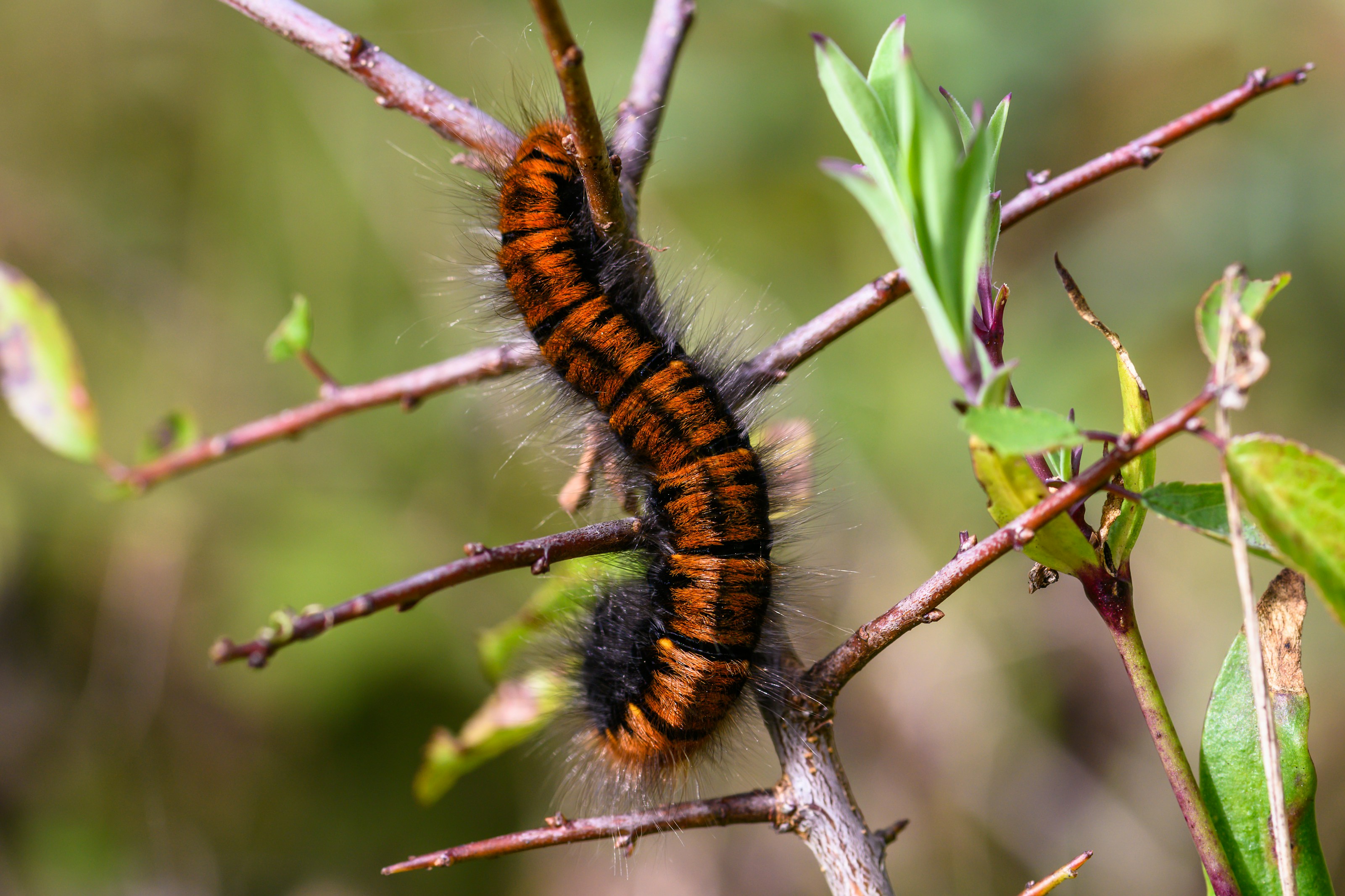 A fox moth caterpillar feeding on foliage