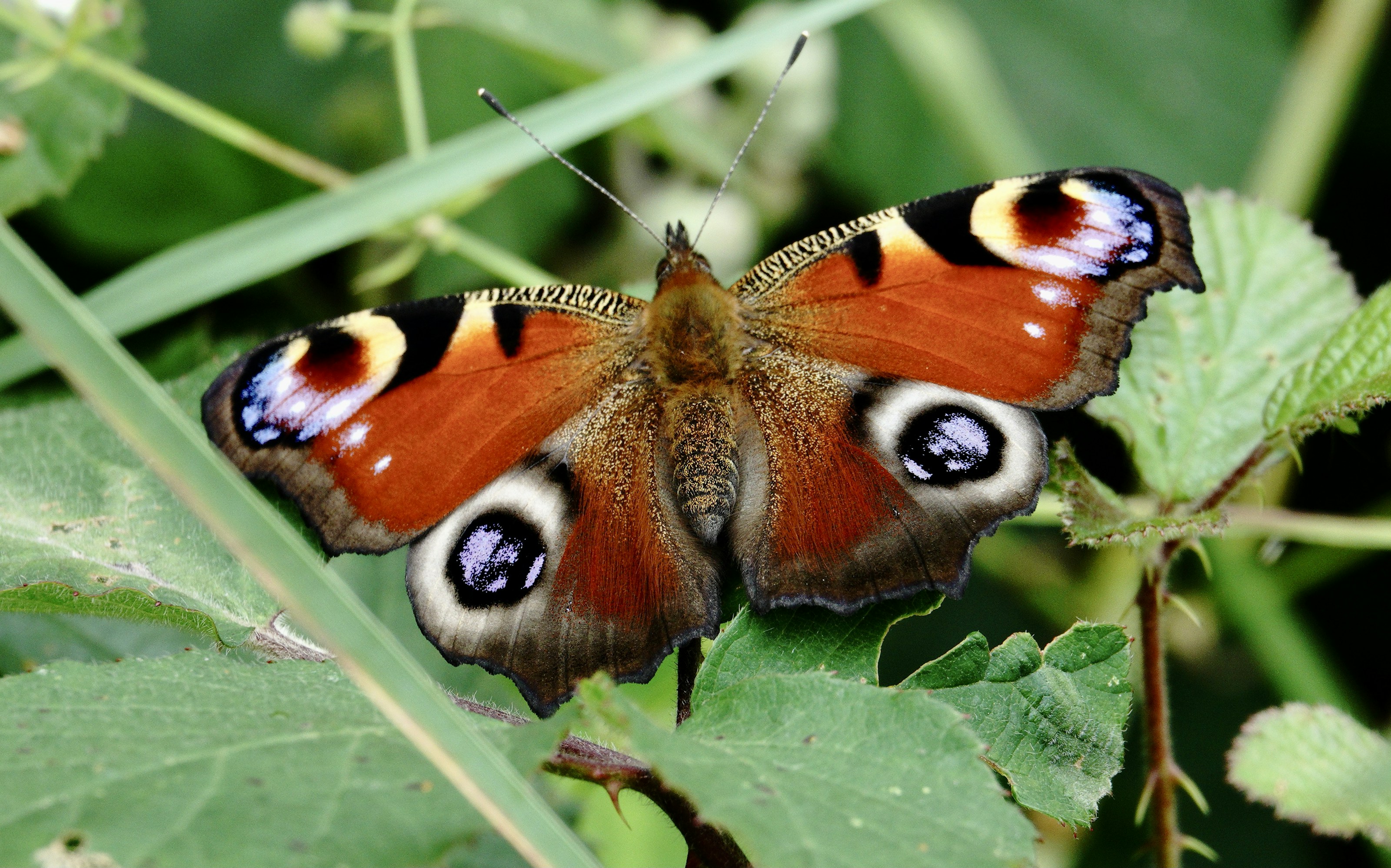 A peacock butterfly with patterned wings