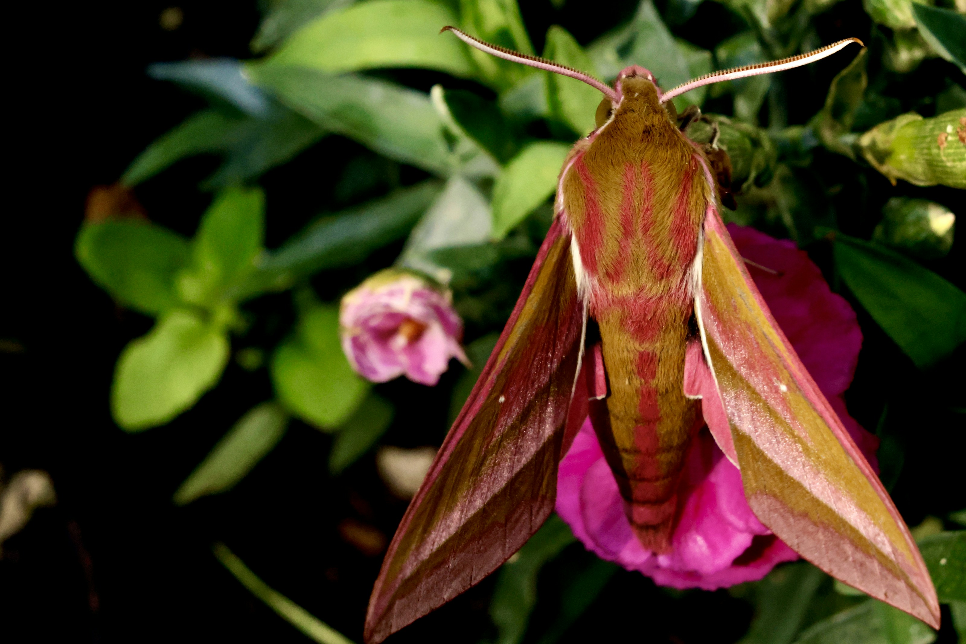 An elephant hawk moth at rest