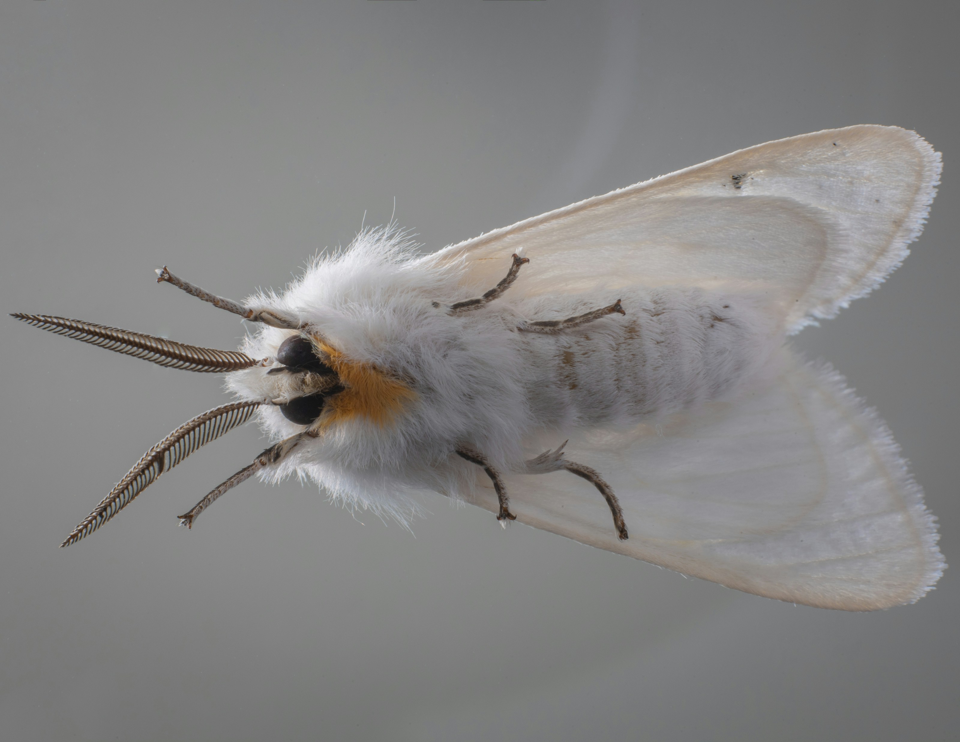 A tiger moth at rest