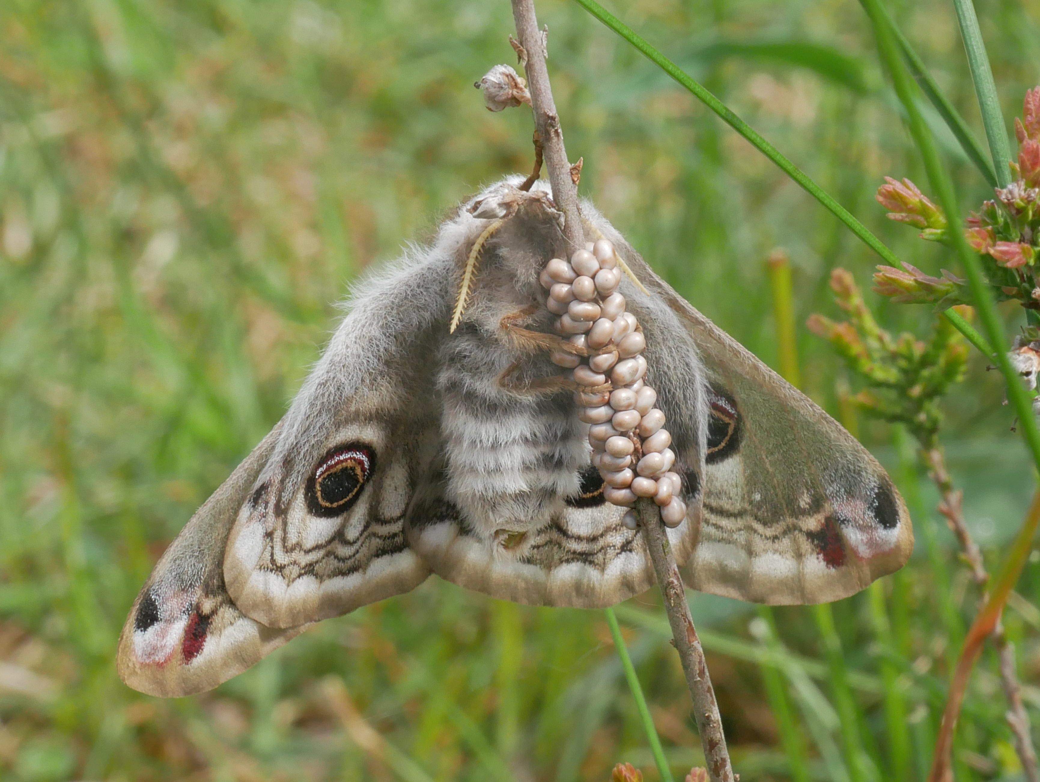 A female emperor moth with eggs