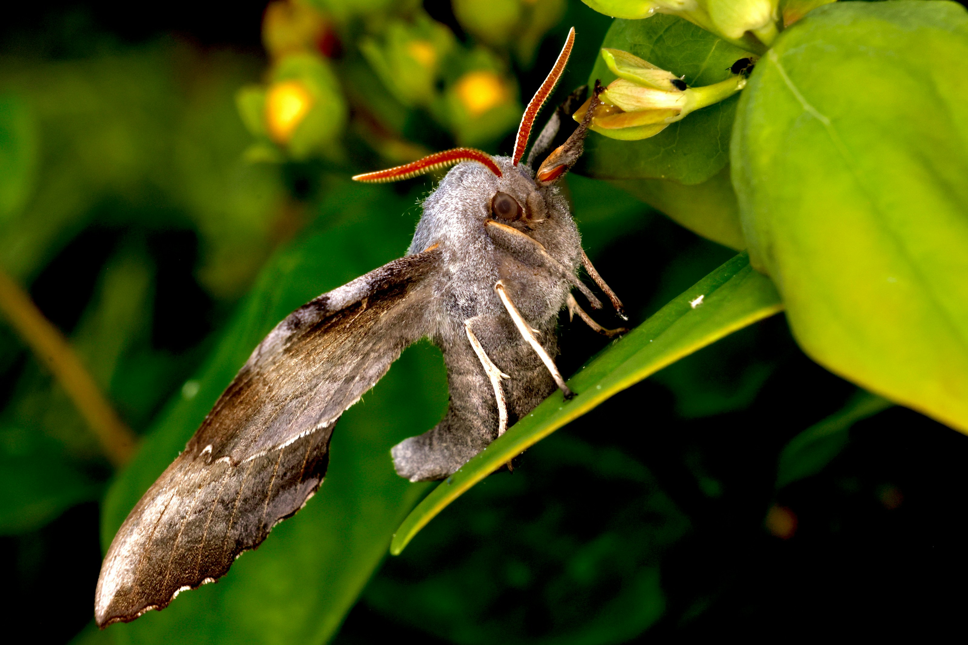 A hawk moth at rest