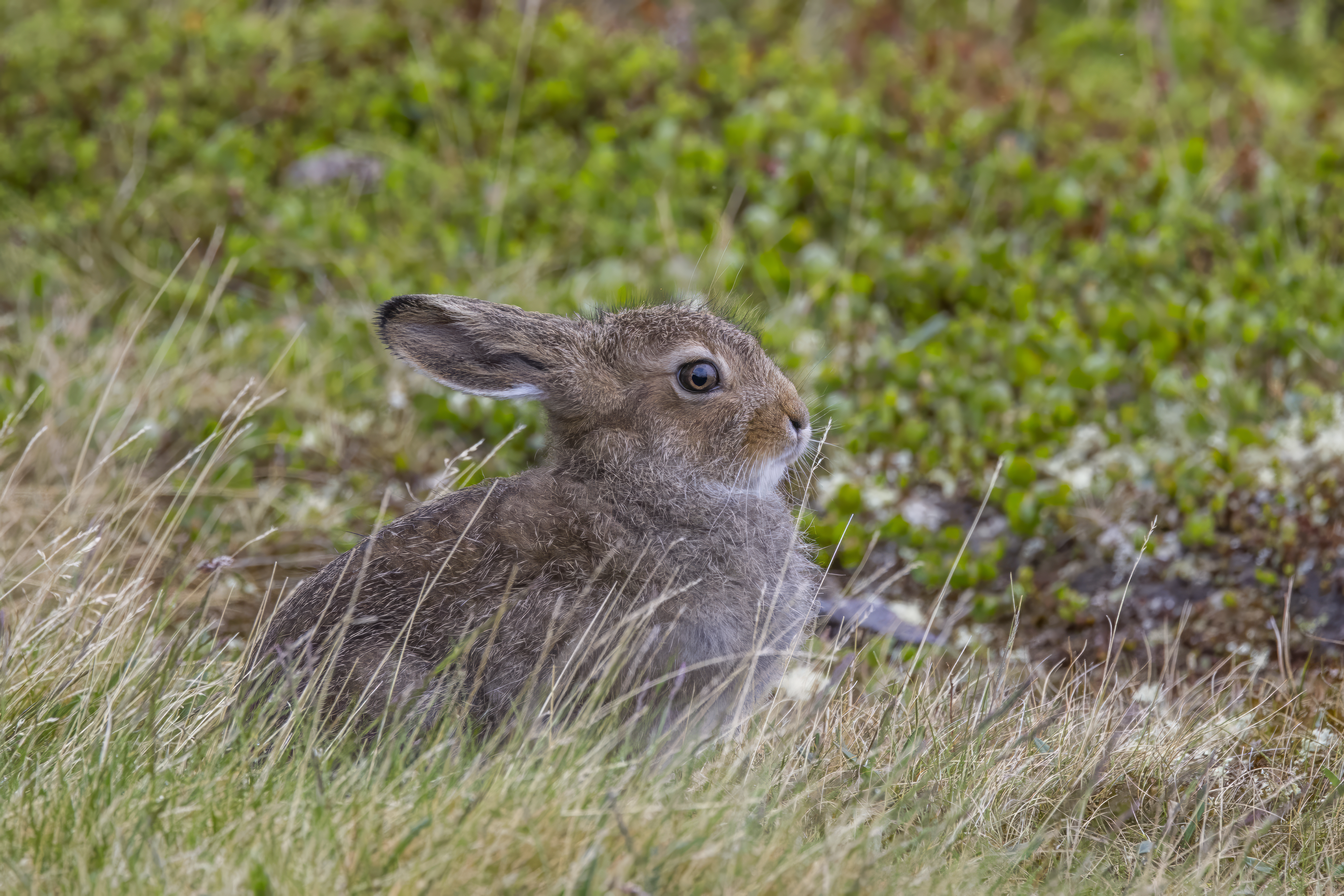 A mountain hare among heather