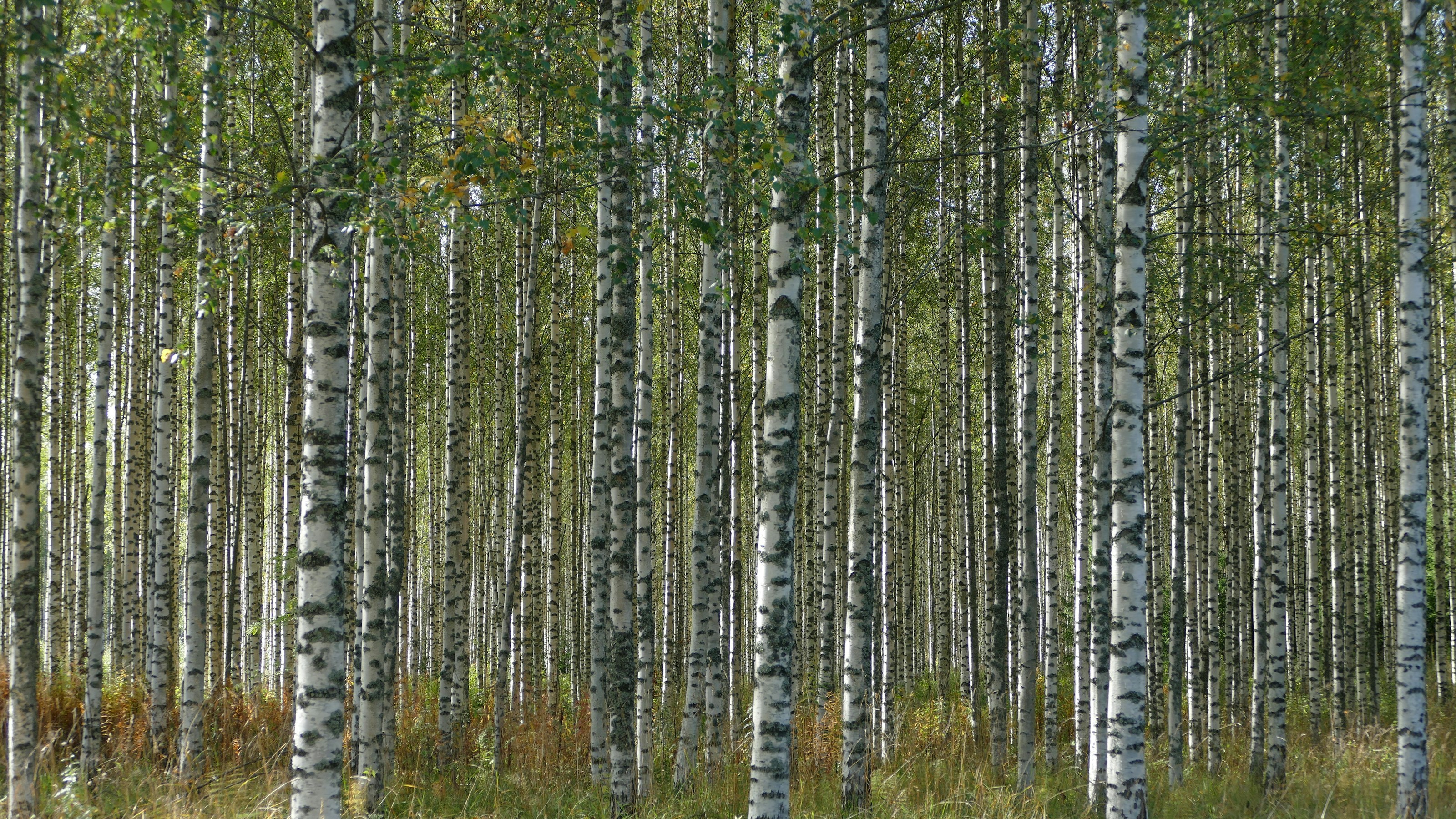Birch trees in woodland