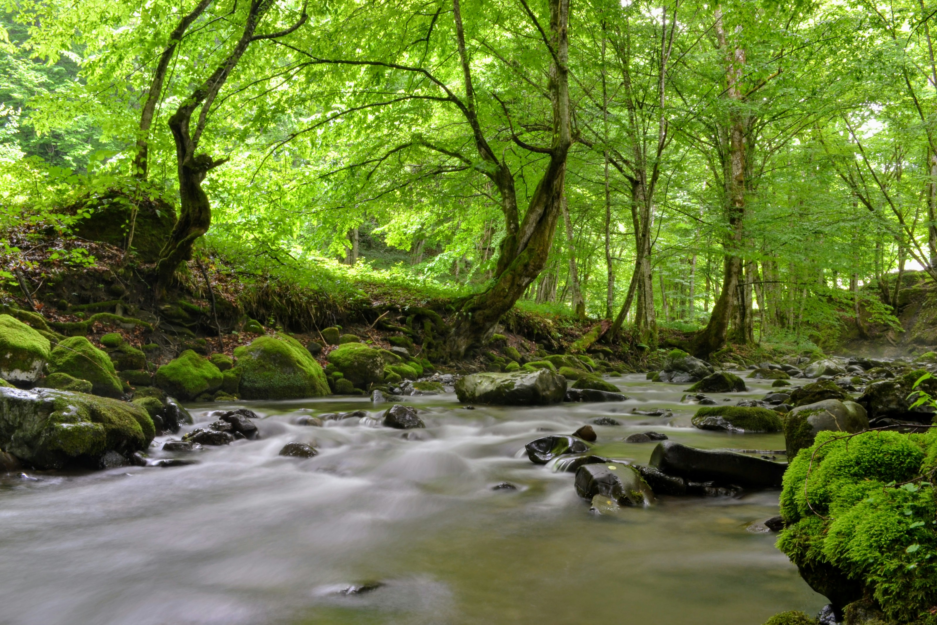 A stream flowing through woodland