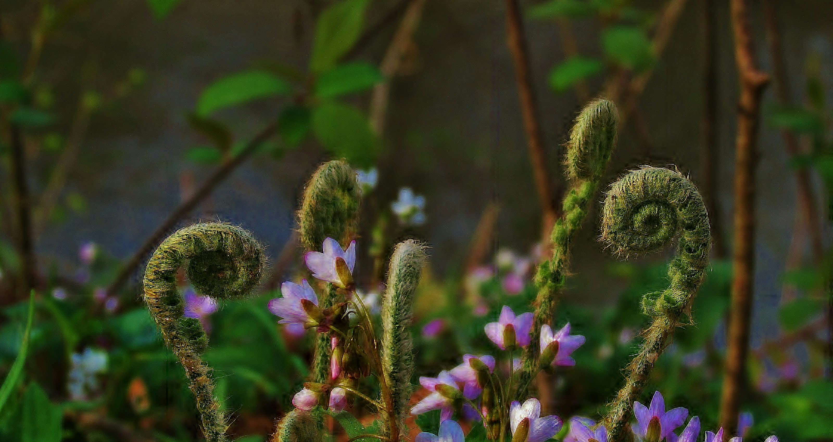 Unfurling fern fronds