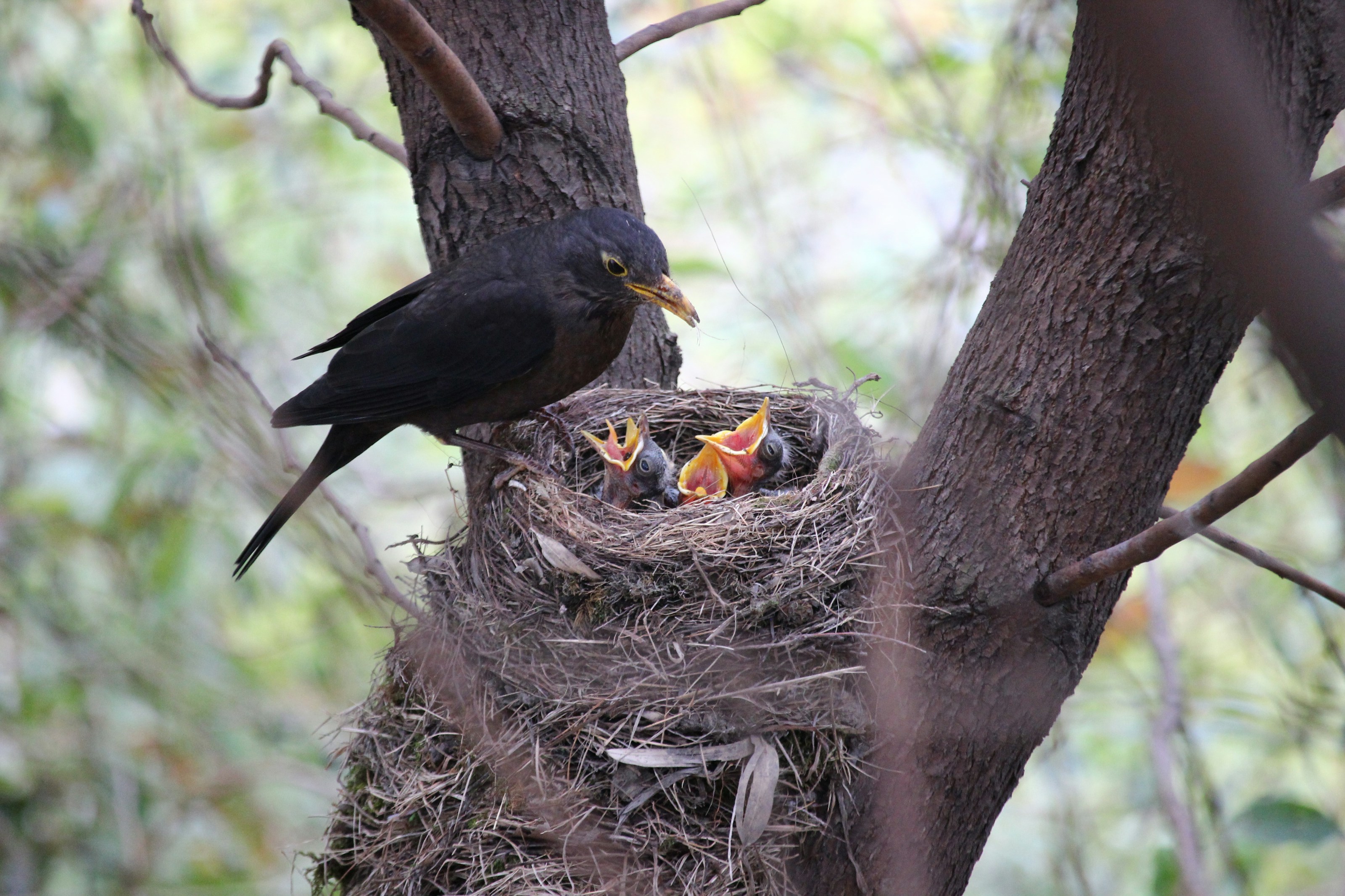 A bird nest among branches