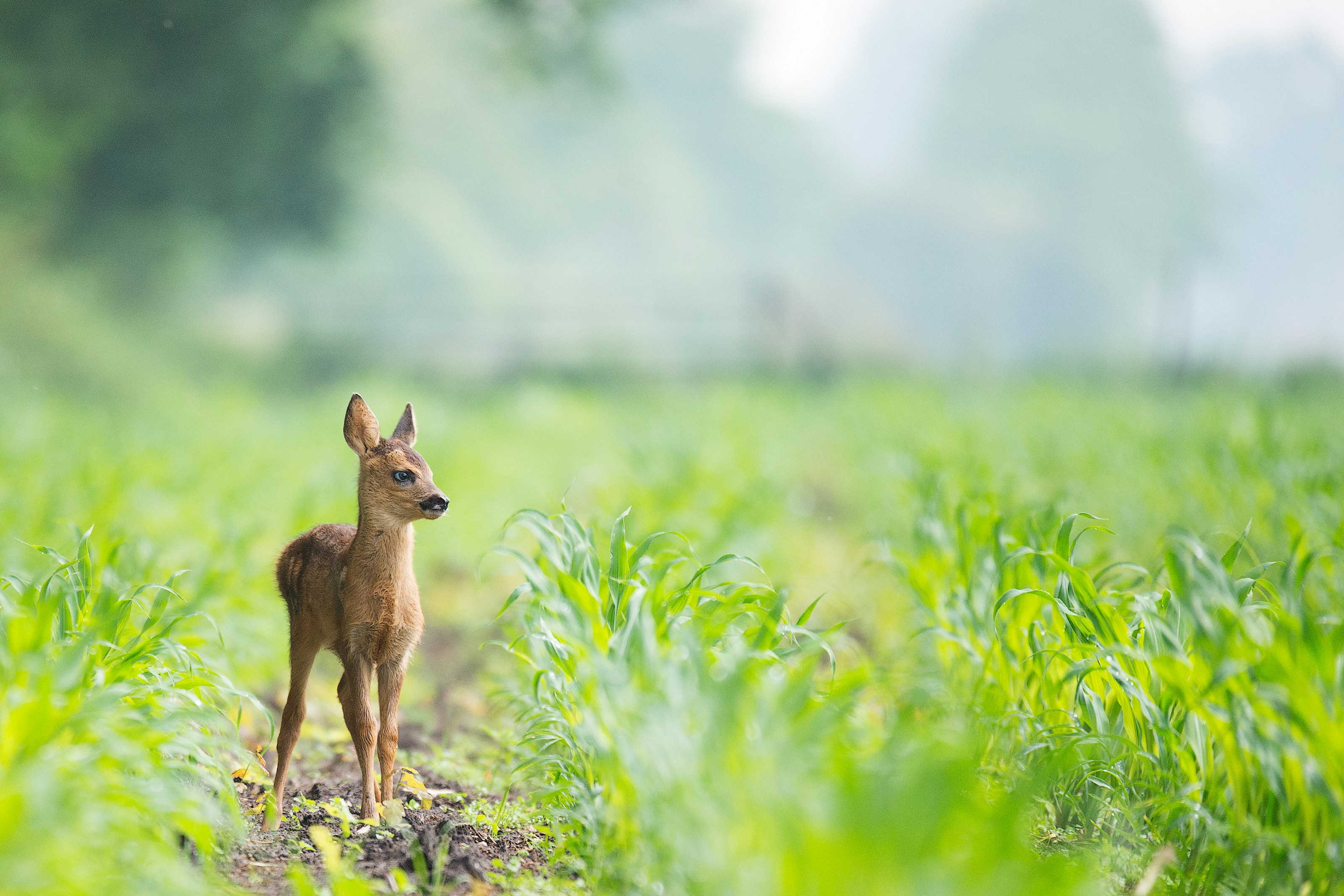 A roe deer in its habitat