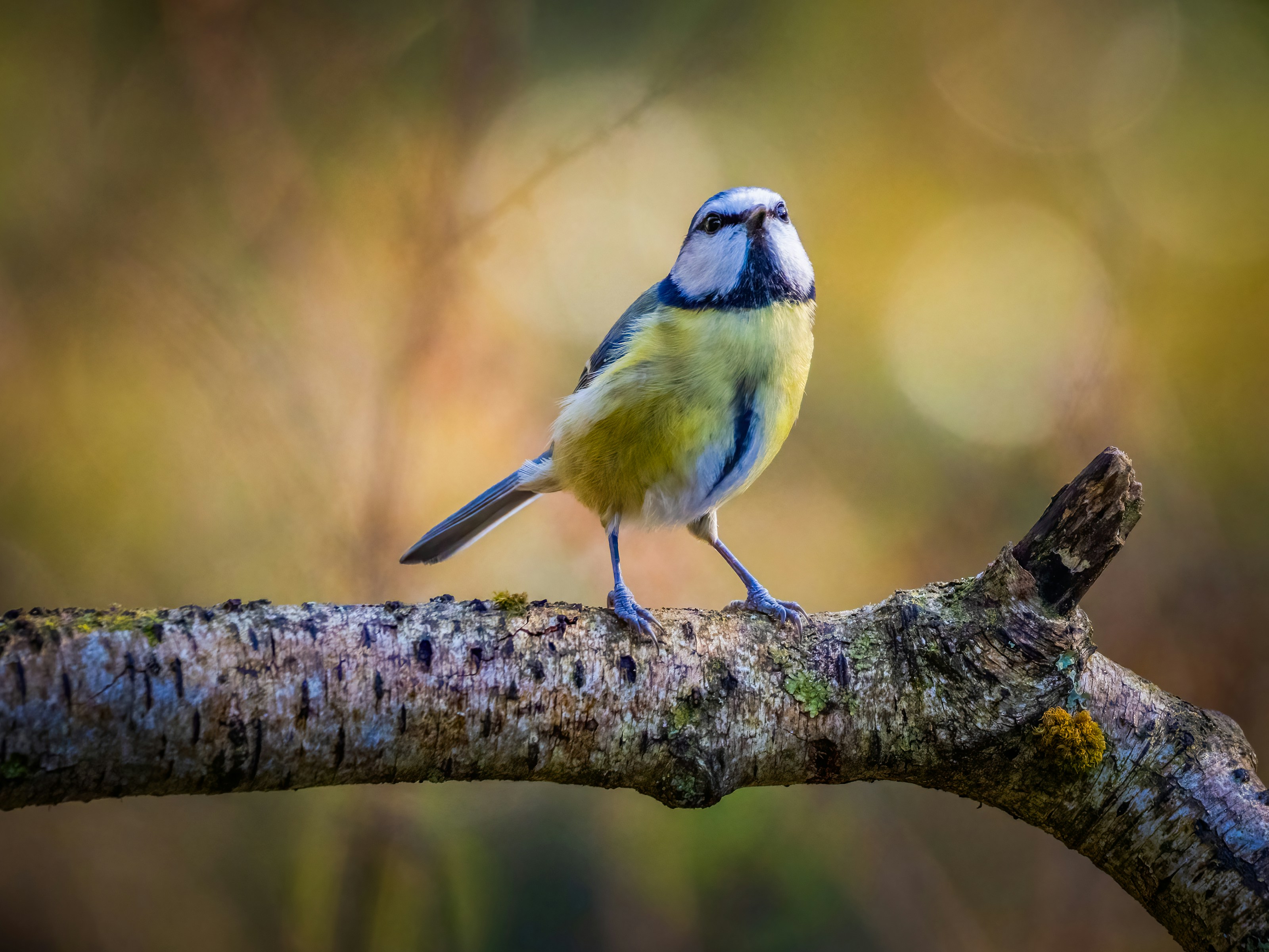 A blue tit perched on a branch