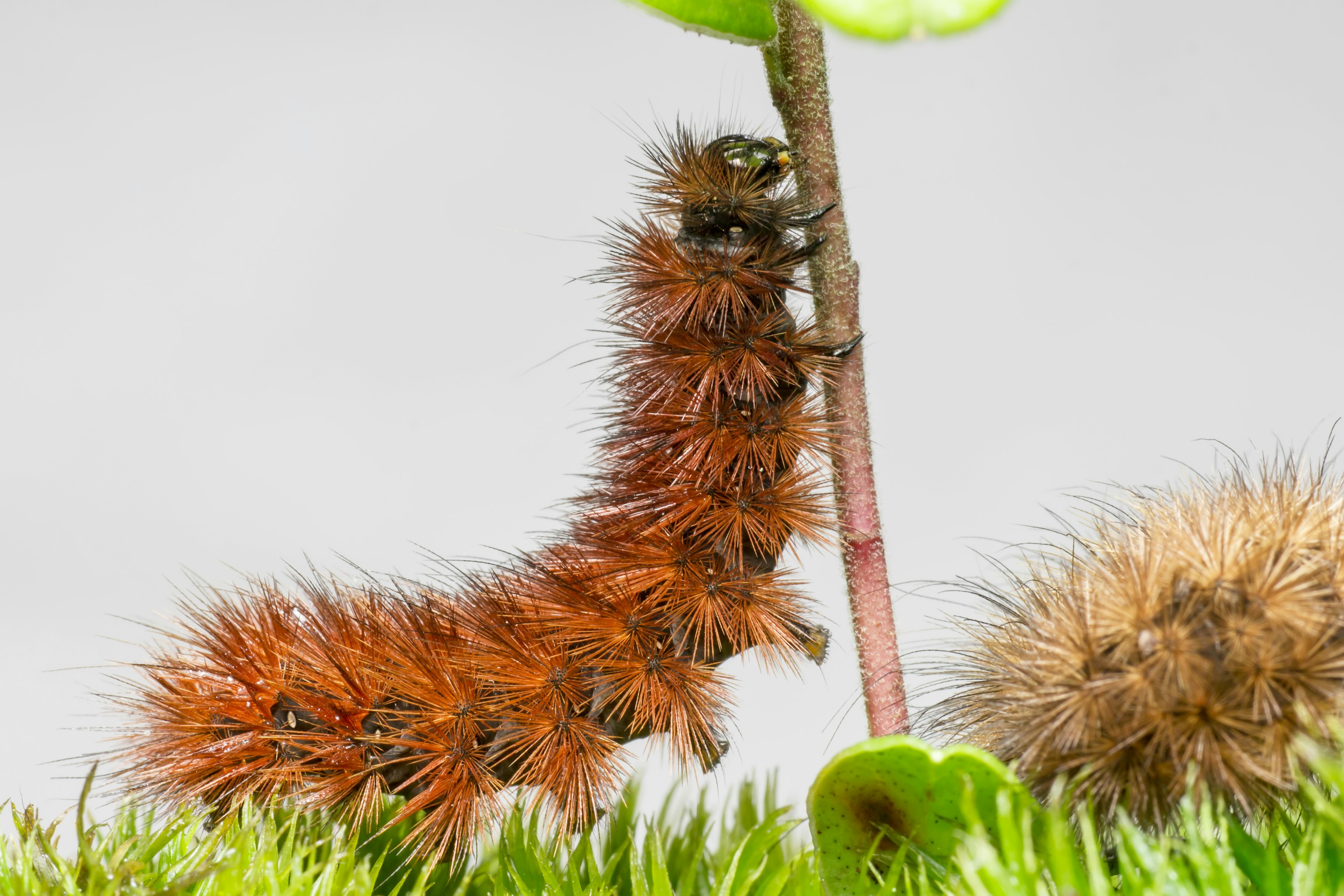 A hairy moth caterpillar on vegetation