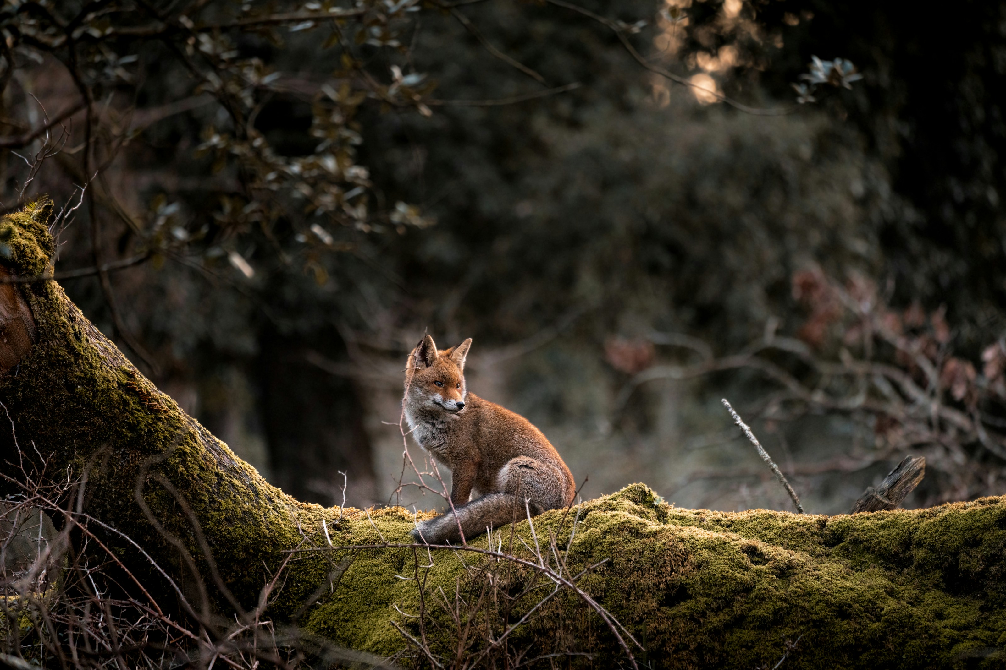 A red fox outdoors