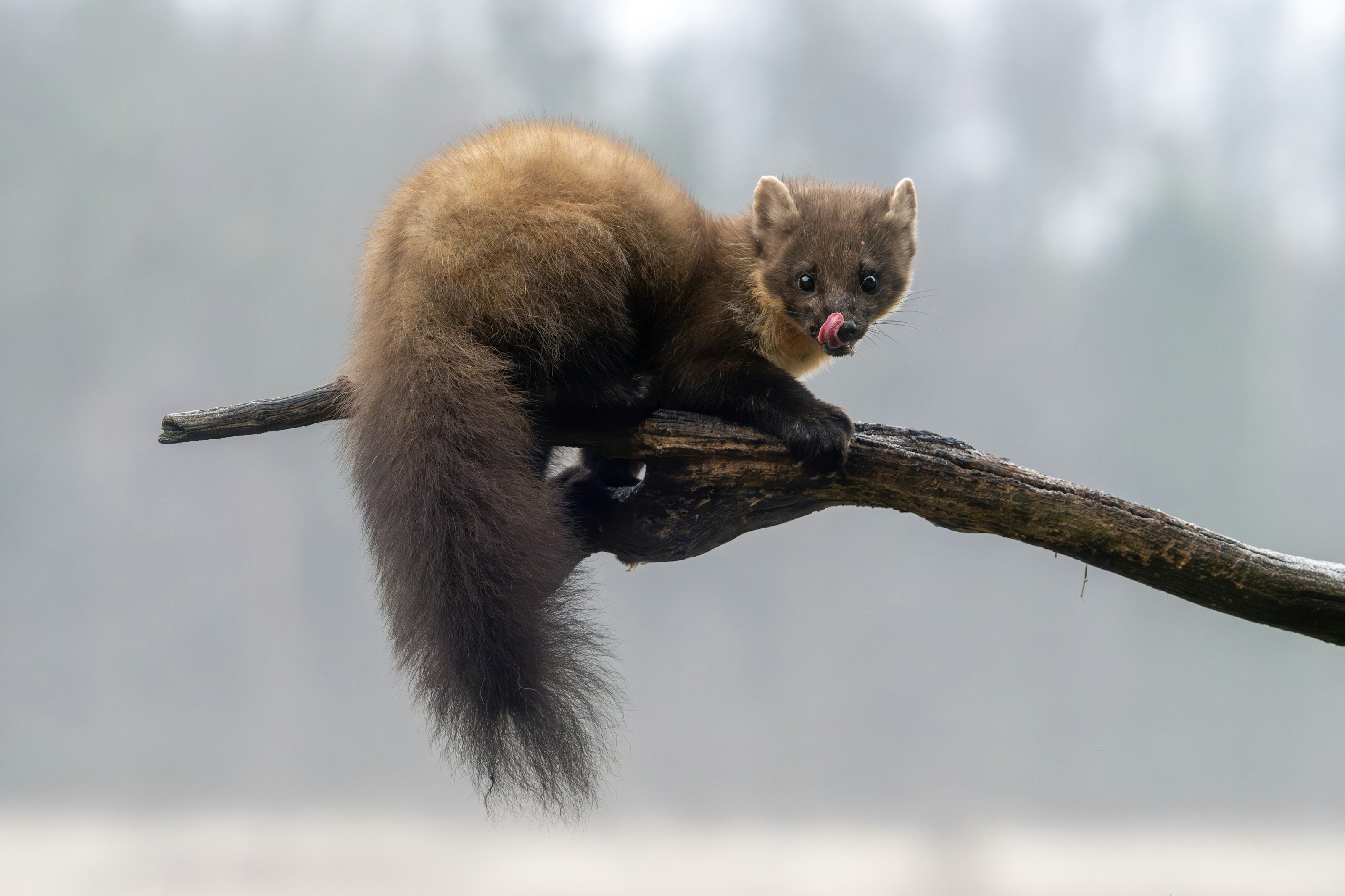 A pine marten in woodland