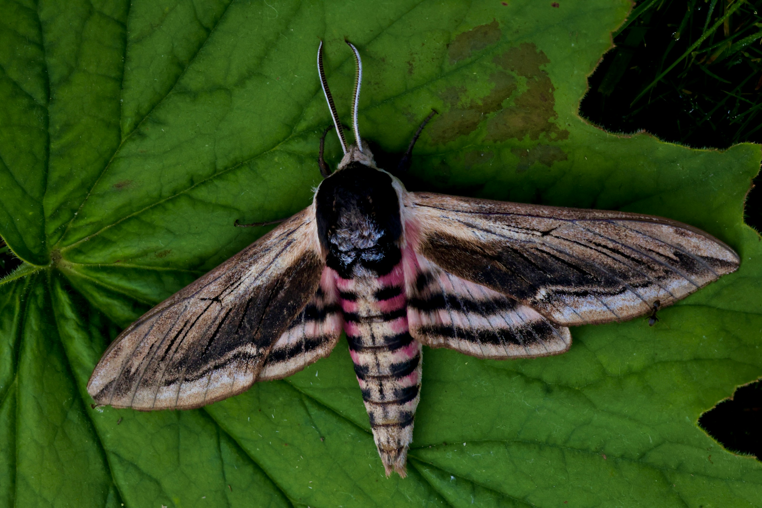 A privet hawk moth at rest