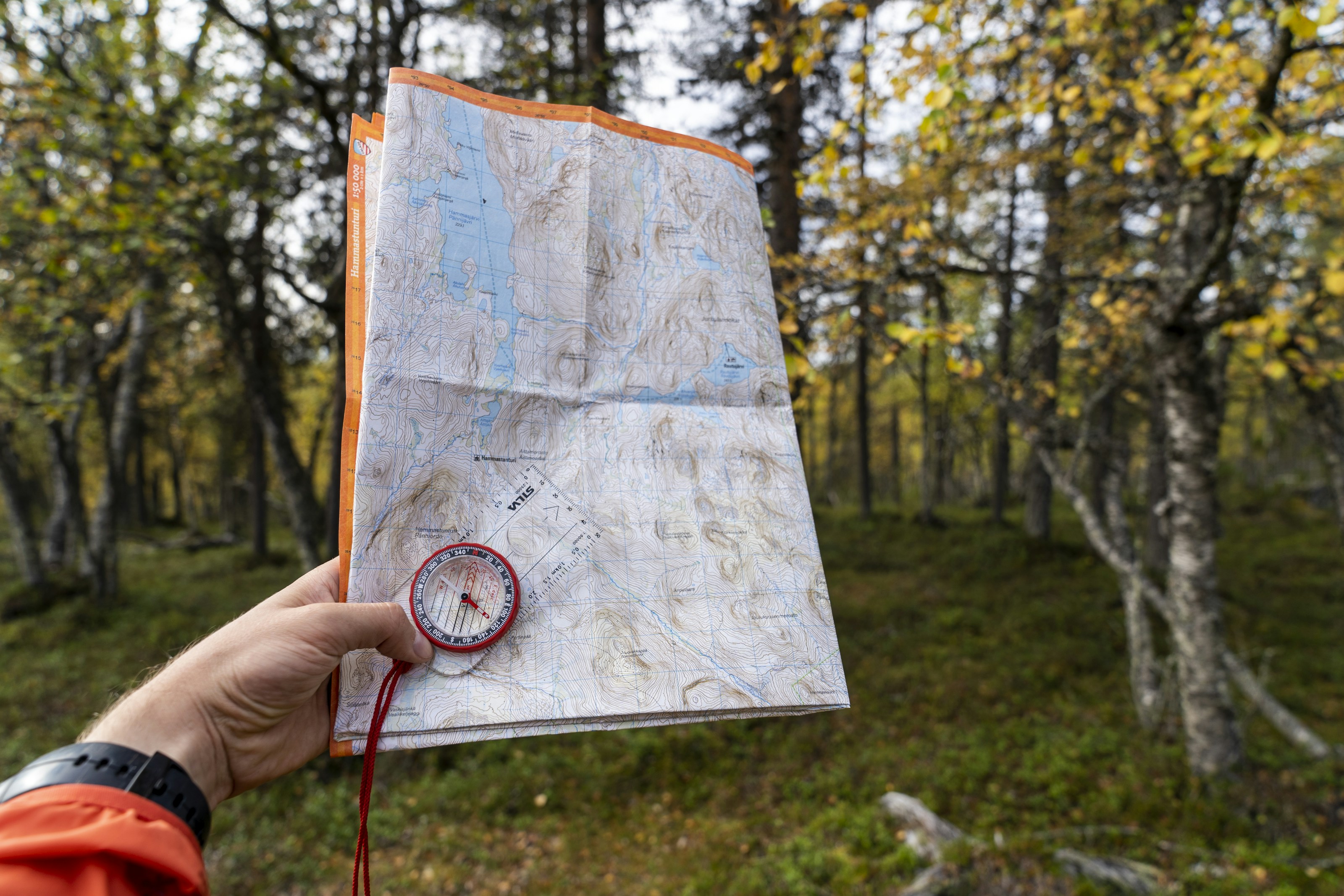 A walker consulting a map in woodland