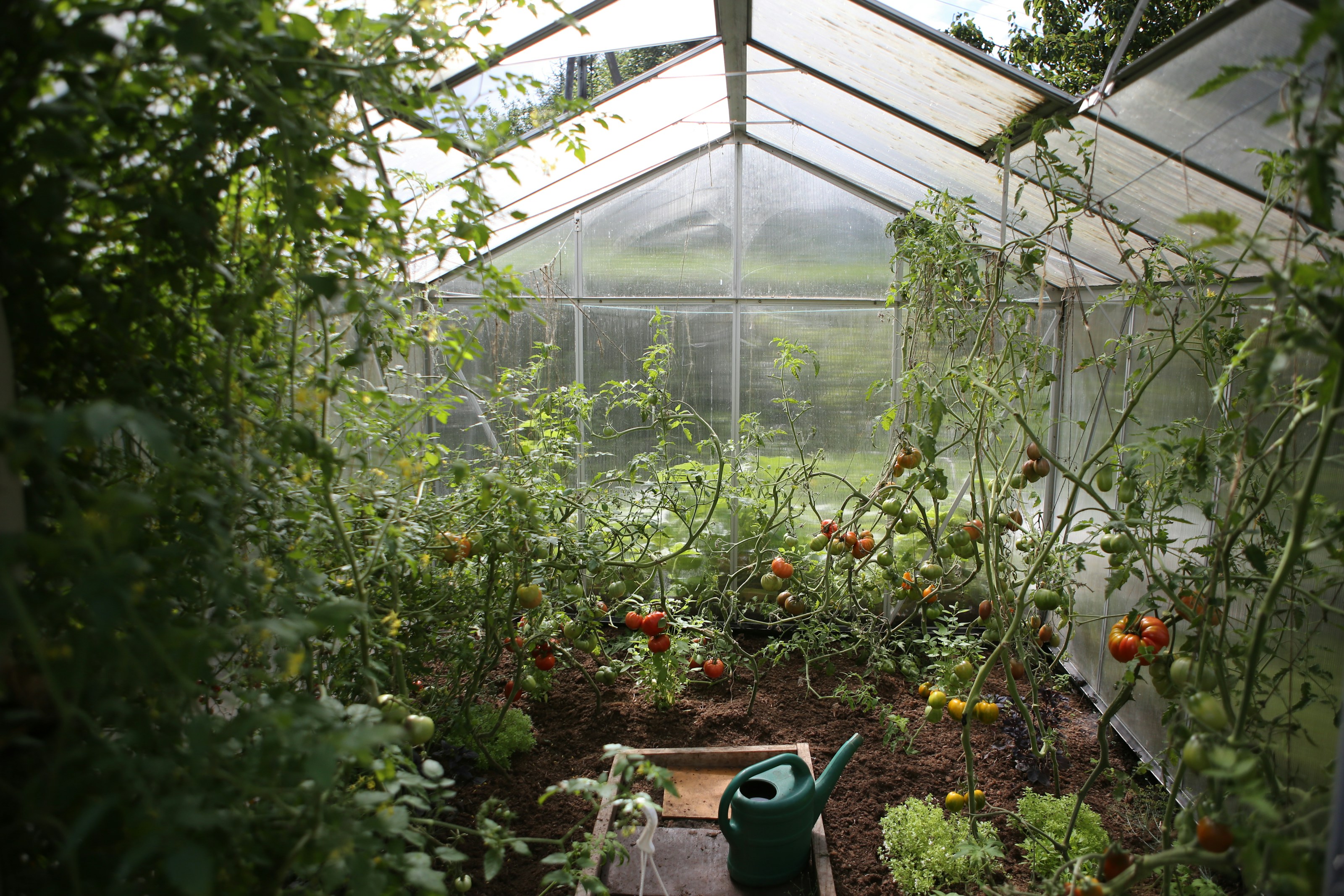 Vegetables growing in a garden