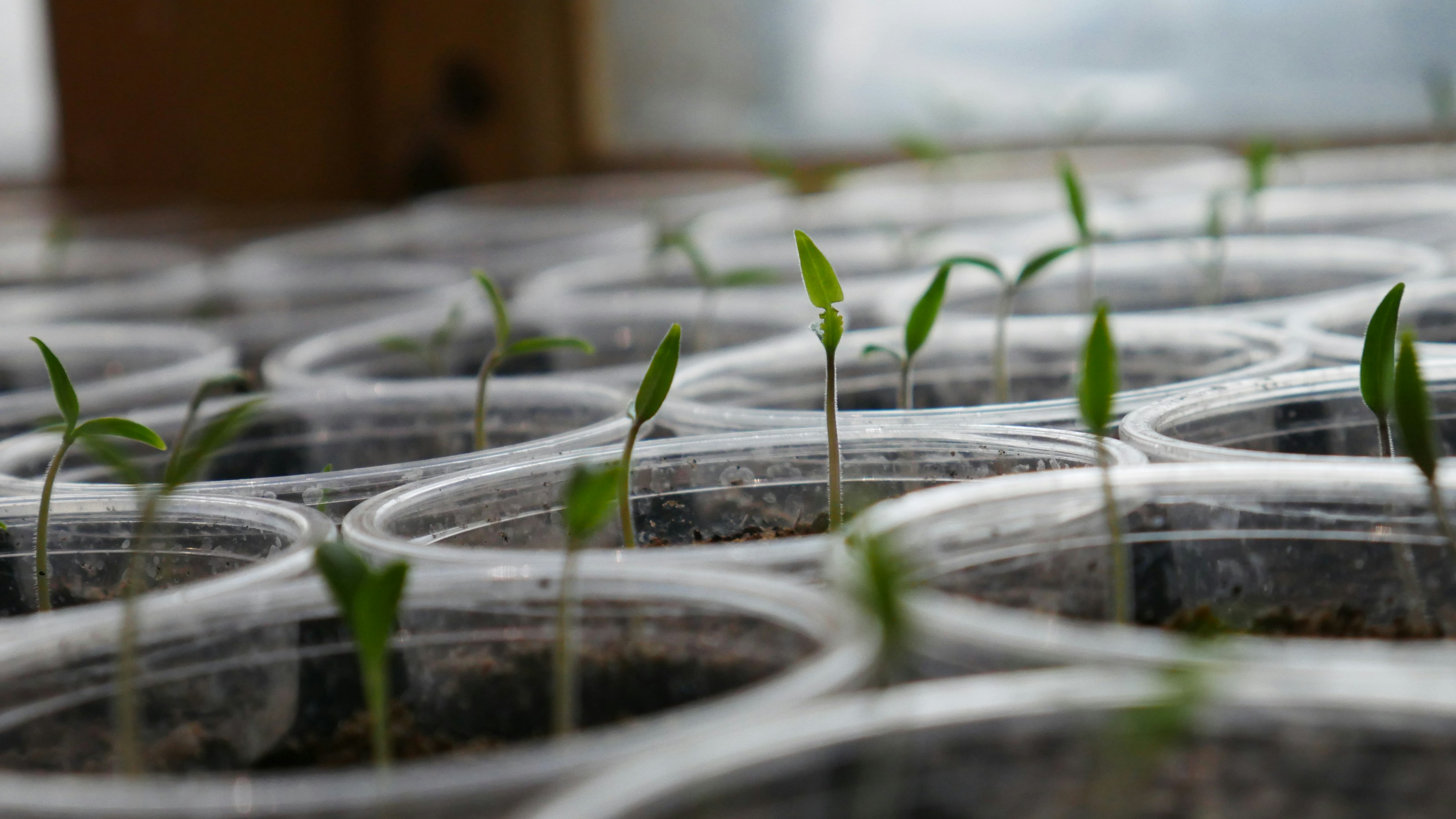Young vegetable seedlings in pots